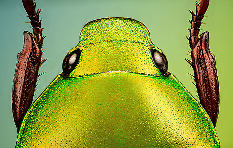 Anomala dimidiata - upper body Specimen, about 20mm. Originally from Thailand. This one is extremely iridescent and reflective, struggled a lot with the lighting.
https://www.jungledragon.com/image/115499/anomala_dimidiata.html
https://www.jungledragon.com/image/115500/anomala_dimidiata_-_top_view.html
https://www.jungledragon.com/image/115501/anomala_dimidiata_-_side_view.html
https://www.jungledragon.com/image/115502/anomala_dimidiata_-_frontal.html
https://www.jungledragon.com/image/115504/anomala_dimidiata_-_upper_body.html
https://www.jungledragon.com/image/115505/anomala_dimidiata_-_head.html Anomala dimidiata,Extreme Macro