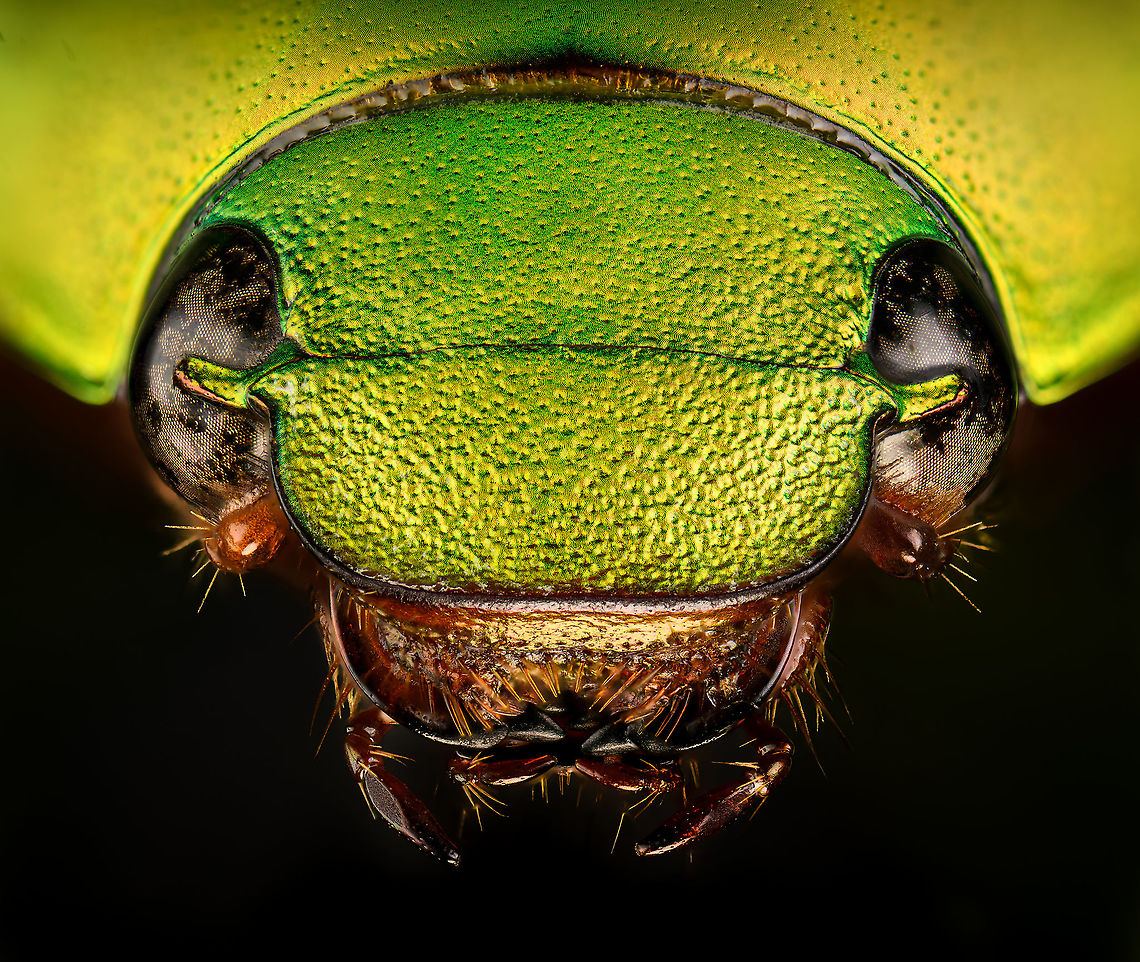 Anomala dimidiata - head Specimen, about 20mm. Originally from Thailand. This one is extremely iridescent and reflective, struggled a lot with the lighting.<br />
<figure class="photo"><a href="https://www.jungledragon.com/image/115499/anomala_dimidiata.html" title="Anomala dimidiata"><img src="https://s3.amazonaws.com/media.jungledragon.com/images/2/115499_thumb.jpg?AWSAccessKeyId=05GMT0V3GWVNE7GGM1R2&Expires=1769040010&Signature=a44Wu92ntPRqL7%2F7SMULBcj07b8%3D" width="200" height="192" alt="Anomala dimidiata Specimen, about 20mm. Originally from Thailand. This one is extremely iridescent and reflective, struggled a lot with the lighting.<br />
https://www.jungledragon.com/image/115499/anomala_dimidiata.html<br />
https://www.jungledragon.com/image/115500/anomala_dimidiata_-_top_view.html<br />
https://www.jungledragon.com/image/115501/anomala_dimidiata_-_side_view.html<br />
https://www.jungledragon.com/image/115502/anomala_dimidiata_-_frontal.html<br />
https://www.jungledragon.com/image/115504/anomala_dimidiata_-_upper_body.html<br />
https://www.jungledragon.com/image/115505/anomala_dimidiata_-_head.html Anomala dimidiata,Macro" /></a></figure><br />
<figure class="photo"><a href="https://www.jungledragon.com/image/115500/anomala_dimidiata_-_top_view.html" title="Anomala dimidiata - top view"><img src="https://s3.amazonaws.com/media.jungledragon.com/images/2/115500_thumb.jpg?AWSAccessKeyId=05GMT0V3GWVNE7GGM1R2&Expires=1769040010&Signature=rce66NGCJkcmGT4Eu3yTGvyhMhM%3D" width="128" height="152" alt="Anomala dimidiata - top view Specimen, about 20mm. Originally from Thailand. This one is extremely iridescent and reflective, struggled a lot with the lighting.<br />
https://www.jungledragon.com/image/115499/anomala_dimidiata.html<br />
https://www.jungledragon.com/image/115500/anomala_dimidiata_-_top_view.html<br />
https://www.jungledragon.com/image/115501/anomala_dimidiata_-_side_view.html<br />
https://www.jungledragon.com/image/115502/anomala_dimidiata_-_frontal.html<br />
https://www.jungledragon.com/image/115504/anomala_dimidiata_-_upper_body.html<br />
https://www.jungledragon.com/image/115505/anomala_dimidiata_-_head.html Anomala dimidiata,Macro" /></a></figure><br />
<figure class="photo"><a href="https://www.jungledragon.com/image/115501/anomala_dimidiata_-_side_view.html" title="Anomala dimidiata - side view"><img src="https://s3.amazonaws.com/media.jungledragon.com/images/2/115501_thumb.jpg?AWSAccessKeyId=05GMT0V3GWVNE7GGM1R2&Expires=1769040010&Signature=%2FMq058fSaRto%2FOk4VpLtdn%2FVQ9M%3D" width="200" height="134" alt="Anomala dimidiata - side view Specimen, about 20mm. Originally from Thailand. This one is extremely iridescent and reflective, struggled a lot with the lighting.<br />
https://www.jungledragon.com/image/115499/anomala_dimidiata.html<br />
https://www.jungledragon.com/image/115500/anomala_dimidiata_-_top_view.html<br />
https://www.jungledragon.com/image/115501/anomala_dimidiata_-_side_view.html<br />
https://www.jungledragon.com/image/115502/anomala_dimidiata_-_frontal.html<br />
https://www.jungledragon.com/image/115504/anomala_dimidiata_-_upper_body.html<br />
https://www.jungledragon.com/image/115505/anomala_dimidiata_-_head.html Anomala dimidiata,Macro" /></a></figure><br />
<figure class="photo"><a href="https://www.jungledragon.com/image/115502/anomala_dimidiata_-_frontal.html" title="Anomala dimidiata - frontal"><img src="https://s3.amazonaws.com/media.jungledragon.com/images/2/115502_thumb.jpg?AWSAccessKeyId=05GMT0V3GWVNE7GGM1R2&Expires=1769040010&Signature=N59G%2F3lShPfOuppxfIaftkSs67U%3D" width="200" height="134" alt="Anomala dimidiata - frontal Specimen, about 20mm. Originally from Thailand. This one is extremely iridescent and reflective, struggled a lot with the lighting.<br />
https://www.jungledragon.com/image/115499/anomala_dimidiata.html<br />
https://www.jungledragon.com/image/115500/anomala_dimidiata_-_top_view.html<br />
https://www.jungledragon.com/image/115501/anomala_dimidiata_-_side_view.html<br />
https://www.jungledragon.com/image/115502/anomala_dimidiata_-_frontal.html<br />
https://www.jungledragon.com/image/115504/anomala_dimidiata_-_upper_body.html<br />
https://www.jungledragon.com/image/115505/anomala_dimidiata_-_head.html Anomala dimidiata,Macro" /></a></figure><br />
<figure class="photo"><a href="https://www.jungledragon.com/image/115504/anomala_dimidiata_-_upper_body.html" title="Anomala dimidiata - upper body"><img src="https://s3.amazonaws.com/media.jungledragon.com/images/2/115504_thumb.jpg?AWSAccessKeyId=05GMT0V3GWVNE7GGM1R2&Expires=1769040010&Signature=WKlINwrWKmDYyeTmjcJogQR5W%2BA%3D" width="200" height="128" alt="Anomala dimidiata - upper body Specimen, about 20mm. Originally from Thailand. This one is extremely iridescent and reflective, struggled a lot with the lighting.<br />
https://www.jungledragon.com/image/115499/anomala_dimidiata.html<br />
https://www.jungledragon.com/image/115500/anomala_dimidiata_-_top_view.html<br />
https://www.jungledragon.com/image/115501/anomala_dimidiata_-_side_view.html<br />
https://www.jungledragon.com/image/115502/anomala_dimidiata_-_frontal.html<br />
https://www.jungledragon.com/image/115504/anomala_dimidiata_-_upper_body.html<br />
https://www.jungledragon.com/image/115505/anomala_dimidiata_-_head.html Anomala dimidiata,Extreme Macro" /></a></figure><br />
<figure class="photo"><a href="https://www.jungledragon.com/image/115505/anomala_dimidiata_-_head.html" title="Anomala dimidiata - head"><img src="https://s3.amazonaws.com/media.jungledragon.com/images/2/115505_thumb.jpg?AWSAccessKeyId=05GMT0V3GWVNE7GGM1R2&Expires=1769040010&Signature=kOQgyfuoh2cI64%2B6uTVzuGjRCu4%3D" width="200" height="170" alt="Anomala dimidiata - head Specimen, about 20mm. Originally from Thailand. This one is extremely iridescent and reflective, struggled a lot with the lighting.<br />
https://www.jungledragon.com/image/115499/anomala_dimidiata.html<br />
https://www.jungledragon.com/image/115500/anomala_dimidiata_-_top_view.html<br />
https://www.jungledragon.com/image/115501/anomala_dimidiata_-_side_view.html<br />
https://www.jungledragon.com/image/115502/anomala_dimidiata_-_frontal.html<br />
https://www.jungledragon.com/image/115504/anomala_dimidiata_-_upper_body.html<br />
https://www.jungledragon.com/image/115505/anomala_dimidiata_-_head.html Anomala dimidiata,Extreme Macro,Extreme Macro Portraits" /></a></figure> Anomala dimidiata,Extreme Macro,Extreme Macro Portraits