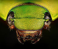 Anomala dimidiata - head Specimen, about 20mm. Originally from Thailand. This one is extremely iridescent and reflective, struggled a lot with the lighting.<br />
https://www.jungledragon.com/image/115499/anomala_dimidiata.html<br />
https://www.jungledragon.com/image/115500/anomala_dimidiata_-_top_view.html<br />
https://www.jungledragon.com/image/115501/anomala_dimidiata_-_side_view.html<br />
https://www.jungledragon.com/image/115502/anomala_dimidiata_-_frontal.html<br />
https://www.jungledragon.com/image/115504/anomala_dimidiata_-_upper_body.html<br />
https://www.jungledragon.com/image/115505/anomala_dimidiata_-_head.html Anomala dimidiata,Extreme Macro,Extreme Macro Portraits