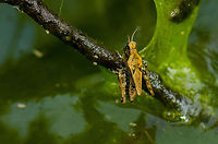 Pygmy grasshopper (Tetrigidae) This spotting has me intrigued. This is a 300% crop of the original photo and I had to look twice to see what this is, as I first mistaken it for a frog. It seems to be quite a large, yellow grasshopper instead, yet I am unable to find a match to common known species in this habitat. Not even a remote match. Help is appreciated. Geotagged,Heesch,Macro,The Netherlands