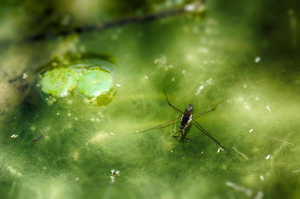 Common water strider (HDR) HDR edit of a Common Water Strider, known for being able to walk on water. Given the messy and muddy green water, HDR has the effect of making the water look like ice or concrete. Gerris lacustris,Heesch,Macro