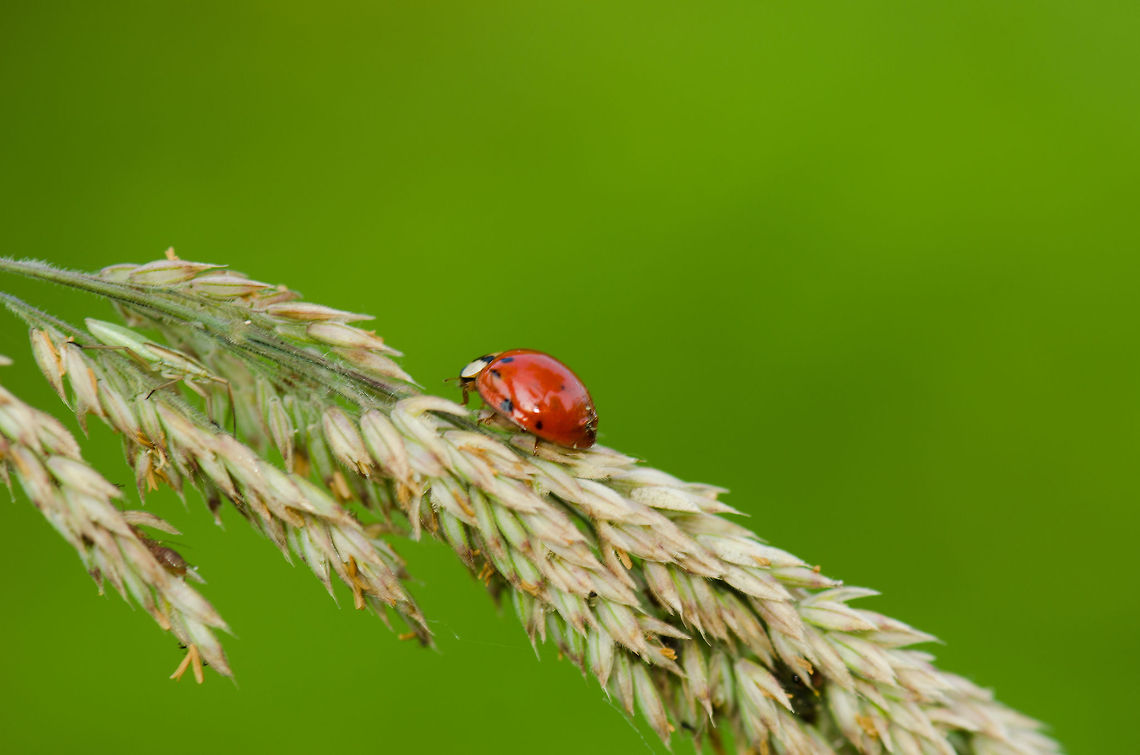 Ladybug on wheat I always screw up identifying ladybugs, so I&#039;ll await help this time :) This one seems to have very little spots. Geotagged,Harlequin ladybird,Harmonia axyridis,Heesch,Macro,The Netherlands