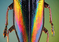 Cyphogastra Javanica - abdomen Specimen. Very shiny jewel beetle casting rainbow colors depending on the angle of light. Originally from Java.<br />
https://www.jungledragon.com/image/115774/cyphogastra_javanica.html<br />
https://www.jungledragon.com/image/115775/cyphogastra_javanica_-_upper_body.html<br />
https://www.jungledragon.com/image/115773/cyphogastra_javanica_-_abdomen.html Cyphogastra javanica,Extreme Macro