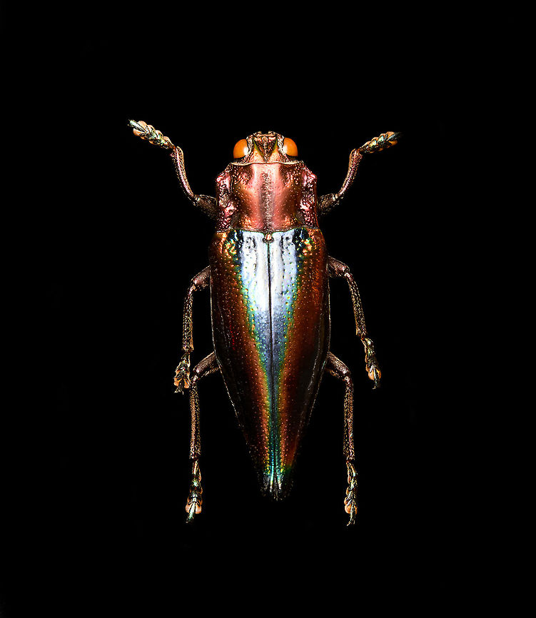 Cyphogastra Javanica Specimen. Very shiny jewel beetle casting rainbow colors depending on the angle of light. Originally from Java.<br />
<figure class="photo"><a href="https://www.jungledragon.com/image/115774/cyphogastra_javanica.html" title="Cyphogastra Javanica"><img src="https://s3.amazonaws.com/media.jungledragon.com/images/2/115774_thumb.jpg?AWSAccessKeyId=05GMT0V3GWVNE7GGM1R2&Expires=1769040010&Signature=02XwYoON1WIBd8N6Kh153c3P5i4%3D" width="132" height="152" alt="Cyphogastra Javanica Specimen. Very shiny jewel beetle casting rainbow colors depending on the angle of light. Originally from Java.<br />
https://www.jungledragon.com/image/115774/cyphogastra_javanica.html<br />
https://www.jungledragon.com/image/115775/cyphogastra_javanica_-_upper_body.html<br />
https://www.jungledragon.com/image/115773/cyphogastra_javanica_-_abdomen.html Cyphogastra javanica,Macro" /></a></figure><br />
<figure class="photo"><a href="https://www.jungledragon.com/image/115775/cyphogastra_javanica_-_upper_body.html" title="Cyphogastra Javanica - upper body"><img src="https://s3.amazonaws.com/media.jungledragon.com/images/2/115775_thumb.jpg?AWSAccessKeyId=05GMT0V3GWVNE7GGM1R2&Expires=1769040010&Signature=DQ8sxqBl%2F8l77MDUl9dNzt0p48g%3D" width="200" height="144" alt="Cyphogastra Javanica - upper body Specimen. Very shiny jewel beetle casting rainbow colors depending on the angle of light. Originally from Java.<br />
https://www.jungledragon.com/image/115774/cyphogastra_javanica.html<br />
https://www.jungledragon.com/image/115775/cyphogastra_javanica_-_upper_body.html<br />
https://www.jungledragon.com/image/115773/cyphogastra_javanica_-_abdomen.html Cyphogastra javanica,Extreme Macro" /></a></figure><br />
<figure class="photo"><a href="https://www.jungledragon.com/image/115773/cyphogastra_javanica_-_abdomen.html" title="Cyphogastra Javanica - abdomen"><img src="https://s3.amazonaws.com/media.jungledragon.com/images/2/115773_thumb.jpg?AWSAccessKeyId=05GMT0V3GWVNE7GGM1R2&Expires=1769040010&Signature=NMgZhYFeoyNOm%2BT24ix2nbLMA9w%3D" width="200" height="144" alt="Cyphogastra Javanica - abdomen Specimen. Very shiny jewel beetle casting rainbow colors depending on the angle of light. Originally from Java.<br />
https://www.jungledragon.com/image/115774/cyphogastra_javanica.html<br />
https://www.jungledragon.com/image/115775/cyphogastra_javanica_-_upper_body.html<br />
https://www.jungledragon.com/image/115773/cyphogastra_javanica_-_abdomen.html Cyphogastra javanica,Extreme Macro" /></a></figure> Cyphogastra javanica,Macro