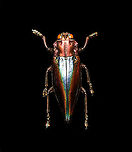 Cyphogastra Javanica Specimen. Very shiny jewel beetle casting rainbow colors depending on the angle of light. Originally from Java.<br />
https://www.jungledragon.com/image/115774/cyphogastra_javanica.html<br />
https://www.jungledragon.com/image/115775/cyphogastra_javanica_-_upper_body.html<br />
https://www.jungledragon.com/image/115773/cyphogastra_javanica_-_abdomen.html Cyphogastra javanica,Macro