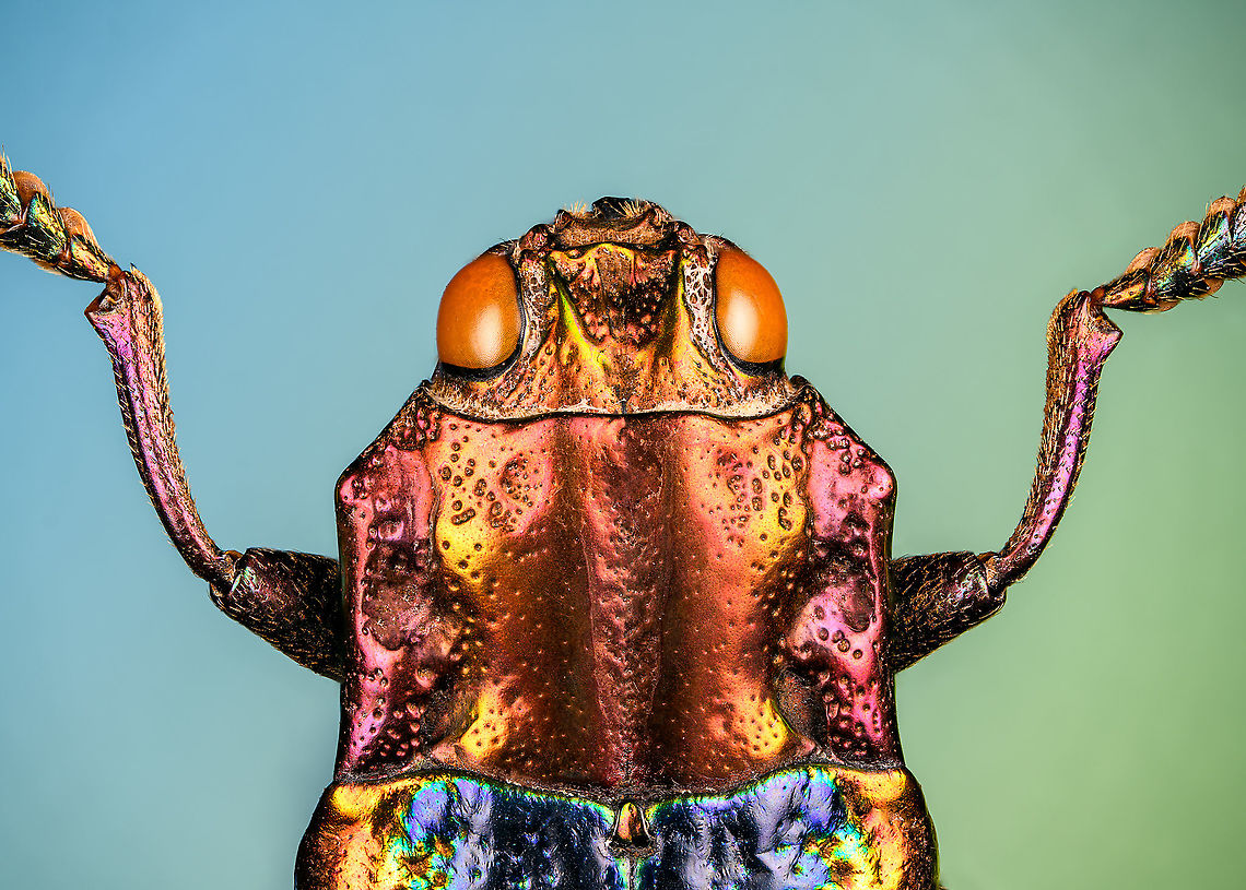 Cyphogastra Javanica - upper body Specimen. Very shiny jewel beetle casting rainbow colors depending on the angle of light. Originally from Java.<br />
<figure class="photo"><a href="https://www.jungledragon.com/image/115774/cyphogastra_javanica.html" title="Cyphogastra Javanica"><img src="https://s3.amazonaws.com/media.jungledragon.com/images/2/115774_thumb.jpg?AWSAccessKeyId=05GMT0V3GWVNE7GGM1R2&Expires=1769040010&Signature=02XwYoON1WIBd8N6Kh153c3P5i4%3D" width="132" height="152" alt="Cyphogastra Javanica Specimen. Very shiny jewel beetle casting rainbow colors depending on the angle of light. Originally from Java.<br />
https://www.jungledragon.com/image/115774/cyphogastra_javanica.html<br />
https://www.jungledragon.com/image/115775/cyphogastra_javanica_-_upper_body.html<br />
https://www.jungledragon.com/image/115773/cyphogastra_javanica_-_abdomen.html Cyphogastra javanica,Macro" /></a></figure><br />
<figure class="photo"><a href="https://www.jungledragon.com/image/115775/cyphogastra_javanica_-_upper_body.html" title="Cyphogastra Javanica - upper body"><img src="https://s3.amazonaws.com/media.jungledragon.com/images/2/115775_thumb.jpg?AWSAccessKeyId=05GMT0V3GWVNE7GGM1R2&Expires=1769040010&Signature=DQ8sxqBl%2F8l77MDUl9dNzt0p48g%3D" width="200" height="144" alt="Cyphogastra Javanica - upper body Specimen. Very shiny jewel beetle casting rainbow colors depending on the angle of light. Originally from Java.<br />
https://www.jungledragon.com/image/115774/cyphogastra_javanica.html<br />
https://www.jungledragon.com/image/115775/cyphogastra_javanica_-_upper_body.html<br />
https://www.jungledragon.com/image/115773/cyphogastra_javanica_-_abdomen.html Cyphogastra javanica,Extreme Macro" /></a></figure><br />
<figure class="photo"><a href="https://www.jungledragon.com/image/115773/cyphogastra_javanica_-_abdomen.html" title="Cyphogastra Javanica - abdomen"><img src="https://s3.amazonaws.com/media.jungledragon.com/images/2/115773_thumb.jpg?AWSAccessKeyId=05GMT0V3GWVNE7GGM1R2&Expires=1769040010&Signature=NMgZhYFeoyNOm%2BT24ix2nbLMA9w%3D" width="200" height="144" alt="Cyphogastra Javanica - abdomen Specimen. Very shiny jewel beetle casting rainbow colors depending on the angle of light. Originally from Java.<br />
https://www.jungledragon.com/image/115774/cyphogastra_javanica.html<br />
https://www.jungledragon.com/image/115775/cyphogastra_javanica_-_upper_body.html<br />
https://www.jungledragon.com/image/115773/cyphogastra_javanica_-_abdomen.html Cyphogastra javanica,Extreme Macro" /></a></figure> Cyphogastra javanica,Extreme Macro