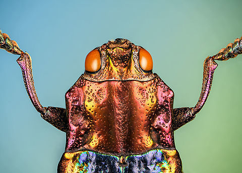 Cyphogastra Javanica - upper body Specimen. Very shiny jewel beetle casting rainbow colors depending on the angle of light. Originally from Java.
https://www.jungledragon.com/image/115774/cyphogastra_javanica.html
https://www.jungledragon.com/image/115775/cyphogastra_javanica_-_upper_body.html
https://www.jungledragon.com/image/115773/cyphogastra_javanica_-_abdomen.html Cyphogastra javanica,Extreme Macro