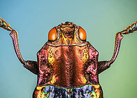 Cyphogastra Javanica - upper body Specimen. Very shiny jewel beetle casting rainbow colors depending on the angle of light. Originally from Java.<br />
https://www.jungledragon.com/image/115774/cyphogastra_javanica.html<br />
https://www.jungledragon.com/image/115775/cyphogastra_javanica_-_upper_body.html<br />
https://www.jungledragon.com/image/115773/cyphogastra_javanica_-_abdomen.html Cyphogastra javanica,Extreme Macro