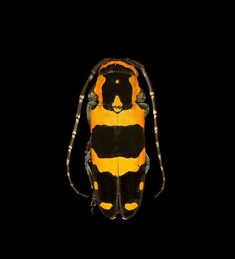 Tragocephala jucunda Specimen, ~35mm. Male. Originally from Madagascar. The head was considerably damaged so kept the extreme macro closeups limited.<br />
<figure class="photo"><a href="https://www.jungledragon.com/image/115807/tragocephala_jucunda.html" title="Tragocephala jucunda"><img src="https://s3.amazonaws.com/media.jungledragon.com/images/2/115807_thumb.jpg?AWSAccessKeyId=05GMT0V3GWVNE7GGM1R2&Expires=1763596810&Signature=587kxftmKJwZqZSBEYVMjGvoRgM%3D" width="140" height="152" alt="Tragocephala jucunda Specimen, ~35mm. Male. Originally from Madagascar. The head was considerably damaged so kept the extreme macro closeups limited.<br />
https://www.jungledragon.com/image/115807/tragocephala_jucunda.html<br />
https://www.jungledragon.com/image/115808/tragocephala_jucunda_-_head.html Macro,Tragocephala jucunda" /></a></figure><br />
<figure class="photo"><a href="https://www.jungledragon.com/image/115808/tragocephala_jucunda_-_head.html" title="Tragocephala jucunda - head"><img src="https://s3.amazonaws.com/media.jungledragon.com/images/2/115808_thumb.jpg?AWSAccessKeyId=05GMT0V3GWVNE7GGM1R2&Expires=1763596810&Signature=qQhvmaHtNV9DEqpWRF9qrZ1FV1A%3D" width="200" height="134" alt="Tragocephala jucunda - head Specimen, ~35mm. Male. Originally from Madagascar. The head was considerably damaged so kept the extreme macro closeups limited.<br />
https://www.jungledragon.com/image/115807/tragocephala_jucunda.html<br />
https://www.jungledragon.com/image/115808/tragocephala_jucunda_-_head.html Extreme Macro,Tragocephala jucunda" /></a></figure> Macro,Tragocephala jucunda