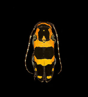 Tragocephala jucunda Specimen, ~35mm. Male. Originally from Madagascar. The head was considerably damaged so kept the extreme macro closeups limited.
https://www.jungledragon.com/image/115807/tragocephala_jucunda.html
https://www.jungledragon.com/image/115808/tragocephala_jucunda_-_head.html Macro,Tragocephala jucunda