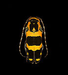 Tragocephala jucunda Specimen, ~35mm. Male. Originally from Madagascar. The head was considerably damaged so kept the extreme macro closeups limited.<br />
https://www.jungledragon.com/image/115807/tragocephala_jucunda.html<br />
https://www.jungledragon.com/image/115808/tragocephala_jucunda_-_head.html Macro,Tragocephala jucunda