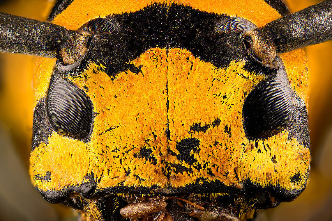 Tragocephala jucunda - head Specimen, ~35mm. Male. Originally from Madagascar. The head was considerably damaged so kept the extreme macro closeups limited.<br />
<figure class="photo"><a href="https://www.jungledragon.com/image/115807/tragocephala_jucunda.html" title="Tragocephala jucunda"><img src="https://s3.amazonaws.com/media.jungledragon.com/images/2/115807_thumb.jpg?AWSAccessKeyId=05GMT0V3GWVNE7GGM1R2&Expires=1759968010&Signature=fUtE4bI3zNUMYN6ncbRF4O9%2BnrU%3D" width="140" height="152" alt="Tragocephala jucunda Specimen, ~35mm. Male. Originally from Madagascar. The head was considerably damaged so kept the extreme macro closeups limited.<br />
https://www.jungledragon.com/image/115807/tragocephala_jucunda.html<br />
https://www.jungledragon.com/image/115808/tragocephala_jucunda_-_head.html Macro,Tragocephala jucunda" /></a></figure><br />
<figure class="photo"><a href="https://www.jungledragon.com/image/115808/tragocephala_jucunda_-_head.html" title="Tragocephala jucunda - head"><img src="https://s3.amazonaws.com/media.jungledragon.com/images/2/115808_thumb.jpg?AWSAccessKeyId=05GMT0V3GWVNE7GGM1R2&Expires=1759968010&Signature=4LUwnCgojJow3jLrk83a0s%2FC5ds%3D" width="200" height="134" alt="Tragocephala jucunda - head Specimen, ~35mm. Male. Originally from Madagascar. The head was considerably damaged so kept the extreme macro closeups limited.<br />
https://www.jungledragon.com/image/115807/tragocephala_jucunda.html<br />
https://www.jungledragon.com/image/115808/tragocephala_jucunda_-_head.html Extreme Macro,Tragocephala jucunda" /></a></figure> Extreme Macro,Tragocephala jucunda