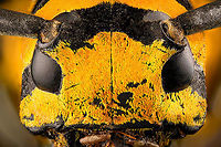 Tragocephala jucunda - head Specimen, ~35mm. Male. Originally from Madagascar. The head was considerably damaged so kept the extreme macro closeups limited.<br />
https://www.jungledragon.com/image/115807/tragocephala_jucunda.html<br />
https://www.jungledragon.com/image/115808/tragocephala_jucunda_-_head.html Extreme Macro,Tragocephala jucunda