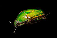 Mecynorhina torquata - side view Specimen, female, originally from Cameroon. At about 60mm (and males up to 80mm), this is one of the largest flower beetles in the world. Even the larvae as enormous:<br />
https://upload.wikimedia.org/wikipedia/commons/thumb/5/58/Mecynorrhina_torquata_ugandensis_-_Third_instar_larva.jpg/793px-Mecynorrhina_torquata_ugandensis_-_Third_instar_larva.jpg<br />
<br />
https://www.jungledragon.com/image/115844/mecynorhina_torquata.html<br />
https://www.jungledragon.com/image/115843/mecynorhina_torquata_-_side_view.html<br />
https://www.jungledragon.com/image/115845/mecynorhina_torquata_-_frontal.html<br />
https://www.jungledragon.com/image/115846/mecynorhina_torquata_-_head.html Macro,Mecynorhina torquata