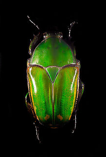 Mecynorhina torquata Specimen, female, originally from Cameroon. At about 60mm (and males up to 80mm), this is one of the largest flower beetles in the world. Even the larvae as enormous:
https://upload.wikimedia.org/wikipedia/commons/thumb/5/58/Mecynorrhina_torquata_ugandensis_-_Third_instar_larva.jpg/793px-Mecynorrhina_torquata_ugandensis_-_Third_instar_larva.jpg

https://www.jungledragon.com/image/115844/mecynorhina_torquata.html
https://www.jungledragon.com/image/115843/mecynorhina_torquata_-_side_view.html
https://www.jungledragon.com/image/115845/mecynorhina_torquata_-_frontal.html
https://www.jungledragon.com/image/115846/mecynorhina_torquata_-_head.html Macro,Mecynorhina torquata