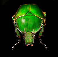 Mecynorhina torquata - frontal (disclaimer: in this shot I mirrored the leg in Photoshop as one front leg was missing)<br />
<br />
Specimen, female, originally from Cameroon. At about 60mm (and males up to 80mm), this is one of the largest flower beetles in the world. Even the larvae as enormous:<br />
https://upload.wikimedia.org/wikipedia/commons/thumb/5/58/Mecynorrhina_torquata_ugandensis_-_Third_instar_larva.jpg/793px-Mecynorrhina_torquata_ugandensis_-_Third_instar_larva.jpg<br />
<br />
https://www.jungledragon.com/image/115844/mecynorhina_torquata.html<br />
https://www.jungledragon.com/image/115843/mecynorhina_torquata_-_side_view.html<br />
https://www.jungledragon.com/image/115845/mecynorhina_torquata_-_frontal.html<br />
https://www.jungledragon.com/image/115846/mecynorhina_torquata_-_head.html Macro,Mecynorhina torquata