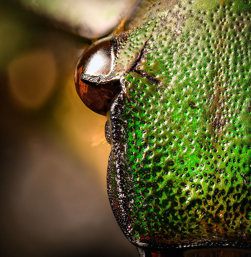 Mecynorhina torquata - head Specimen, female, originally from Cameroon. At about 60mm (and males up to 80mm), this is one of the largest flower beetles in the world. Even the larvae as enormous:<br />
<a href="https://upload.wikimedia.org/wikipedia/commons/thumb/5/58/Mecynorrhina_torquata_ugandensis_-_Third_instar_larva.jpg/793px-Mecynorrhina_torquata_ugandensis_-_Third_instar_larva.jpg" rel="nofollow">https://upload.wikimedia.org/wikipedia/commons/thumb/5/58/Mecynorrhina_torquata_ugandensis_-_Third_instar_larva.jpg/793px-Mecynorrhina_torquata_ugandensis_-_Third_instar_larva.jpg</a><br />
<br />
<figure class="photo"><a href="https://www.jungledragon.com/image/115844/mecynorhina_torquata.html" title="Mecynorhina torquata"><img src="https://s3.amazonaws.com/media.jungledragon.com/images/2/115844_thumb.jpg?AWSAccessKeyId=05GMT0V3GWVNE7GGM1R2&Expires=1769040010&Signature=wFfPtgkbnmarVvVzh65dVDdAp7w%3D" width="104" height="152" alt="Mecynorhina torquata Specimen, female, originally from Cameroon. At about 60mm (and males up to 80mm), this is one of the largest flower beetles in the world. Even the larvae as enormous:<br />
https://upload.wikimedia.org/wikipedia/commons/thumb/5/58/Mecynorrhina_torquata_ugandensis_-_Third_instar_larva.jpg/793px-Mecynorrhina_torquata_ugandensis_-_Third_instar_larva.jpg<br />
<br />
https://www.jungledragon.com/image/115844/mecynorhina_torquata.html<br />
https://www.jungledragon.com/image/115843/mecynorhina_torquata_-_side_view.html<br />
https://www.jungledragon.com/image/115845/mecynorhina_torquata_-_frontal.html<br />
https://www.jungledragon.com/image/115846/mecynorhina_torquata_-_head.html Macro,Mecynorhina torquata" /></a></figure><br />
<figure class="photo"><a href="https://www.jungledragon.com/image/115843/mecynorhina_torquata_-_side_view.html" title="Mecynorhina torquata - side view"><img src="https://s3.amazonaws.com/media.jungledragon.com/images/2/115843_thumb.jpg?AWSAccessKeyId=05GMT0V3GWVNE7GGM1R2&Expires=1769040010&Signature=plX31YmkCB1zeXvXJd7rTeIgqII%3D" width="200" height="134" alt="Mecynorhina torquata - side view Specimen, female, originally from Cameroon. At about 60mm (and males up to 80mm), this is one of the largest flower beetles in the world. Even the larvae as enormous:<br />
https://upload.wikimedia.org/wikipedia/commons/thumb/5/58/Mecynorrhina_torquata_ugandensis_-_Third_instar_larva.jpg/793px-Mecynorrhina_torquata_ugandensis_-_Third_instar_larva.jpg<br />
<br />
https://www.jungledragon.com/image/115844/mecynorhina_torquata.html<br />
https://www.jungledragon.com/image/115843/mecynorhina_torquata_-_side_view.html<br />
https://www.jungledragon.com/image/115845/mecynorhina_torquata_-_frontal.html<br />
https://www.jungledragon.com/image/115846/mecynorhina_torquata_-_head.html Macro,Mecynorhina torquata" /></a></figure><br />
<figure class="photo"><a href="https://www.jungledragon.com/image/115845/mecynorhina_torquata_-_frontal.html" title="Mecynorhina torquata - frontal"><img src="https://s3.amazonaws.com/media.jungledragon.com/images/2/115845_thumb.jpg?AWSAccessKeyId=05GMT0V3GWVNE7GGM1R2&Expires=1769040010&Signature=rMCwIj1FSnVPVQmT%2Fopbl0KeQws%3D" width="200" height="198" alt="Mecynorhina torquata - frontal (disclaimer: in this shot I mirrored the leg in Photoshop as one front leg was missing)<br />
<br />
Specimen, female, originally from Cameroon. At about 60mm (and males up to 80mm), this is one of the largest flower beetles in the world. Even the larvae as enormous:<br />
https://upload.wikimedia.org/wikipedia/commons/thumb/5/58/Mecynorrhina_torquata_ugandensis_-_Third_instar_larva.jpg/793px-Mecynorrhina_torquata_ugandensis_-_Third_instar_larva.jpg<br />
<br />
https://www.jungledragon.com/image/115844/mecynorhina_torquata.html<br />
https://www.jungledragon.com/image/115843/mecynorhina_torquata_-_side_view.html<br />
https://www.jungledragon.com/image/115845/mecynorhina_torquata_-_frontal.html<br />
https://www.jungledragon.com/image/115846/mecynorhina_torquata_-_head.html Macro,Mecynorhina torquata" /></a></figure><br />
<figure class="photo"><a href="https://www.jungledragon.com/image/115846/mecynorhina_torquata_-_head.html" title="Mecynorhina torquata - head"><img src="https://s3.amazonaws.com/media.jungledragon.com/images/2/115846_thumb.jpg?AWSAccessKeyId=05GMT0V3GWVNE7GGM1R2&Expires=1769040010&Signature=xOMRs3ZQ8QSK5Sq%2BWsF%2FtUjYmMk%3D" width="150" height="152" alt="Mecynorhina torquata - head Specimen, female, originally from Cameroon. At about 60mm (and males up to 80mm), this is one of the largest flower beetles in the world. Even the larvae as enormous:<br />
https://upload.wikimedia.org/wikipedia/commons/thumb/5/58/Mecynorrhina_torquata_ugandensis_-_Third_instar_larva.jpg/793px-Mecynorrhina_torquata_ugandensis_-_Third_instar_larva.jpg<br />
<br />
https://www.jungledragon.com/image/115844/mecynorhina_torquata.html<br />
https://www.jungledragon.com/image/115843/mecynorhina_torquata_-_side_view.html<br />
https://www.jungledragon.com/image/115845/mecynorhina_torquata_-_frontal.html<br />
https://www.jungledragon.com/image/115846/mecynorhina_torquata_-_head.html Extreme Macro,Extreme Macro Portraits,Mecynorhina torquata" /></a></figure> Extreme Macro,Extreme Macro Portraits,Mecynorhina torquata