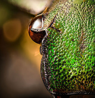 Mecynorhina torquata - head Specimen, female, originally from Cameroon. At about 60mm (and males up to 80mm), this is one of the largest flower beetles in the world. Even the larvae as enormous:
https://upload.wikimedia.org/wikipedia/commons/thumb/5/58/Mecynorrhina_torquata_ugandensis_-_Third_instar_larva.jpg/793px-Mecynorrhina_torquata_ugandensis_-_Third_instar_larva.jpg

https://www.jungledragon.com/image/115844/mecynorhina_torquata.html
https://www.jungledragon.com/image/115843/mecynorhina_torquata_-_side_view.html
https://www.jungledragon.com/image/115845/mecynorhina_torquata_-_frontal.html
https://www.jungledragon.com/image/115846/mecynorhina_torquata_-_head.html Extreme Macro,Extreme Macro Portraits,Mecynorhina torquata