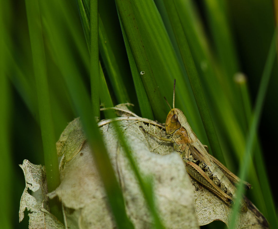 Chorthippus albomarginatus hiding on dead leaf During the peak of summer, this grasshopper was trying to camouflage itself by mimicking the only dead leaf in the area. I am not 100% sure about the identification, as many male grasshoppers look very much alike and require physical examination for determination. Chorthippus albomarginatus,Geotagged,Heesch,Macro,The Netherlands