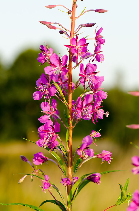 Rosebay Willowherb in full bloom Summer 2013, the Netherlands. Chamaenerion angustifolium,Chamerion angustifolium,Geotagged,Heesch,Macro,Rosebay Willowherb or Fireweed,Rosebay willowherb or fireweed,The Netherlands