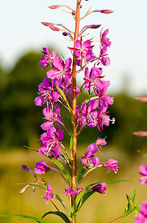 Rosebay Willowherb in full bloom Summer 2013, the Netherlands. Chamaenerion angustifolium,Chamerion angustifolium,Geotagged,Heesch,Macro,Rosebay Willowherb or Fireweed,Rosebay willowherb or fireweed,The Netherlands