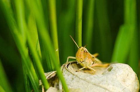 Chorthippus albomarginatus hiding on dead leaf During the peak of summer, this grasshopper was trying to camouflage itself by mimicking the only dead leaf in the area. I am not 100% sure about the identification, as many male grasshoppers look very much alike and require physical examination for determination. Chorthippus albomarginatus,Geotagged,Heesch,Macro,The Netherlands