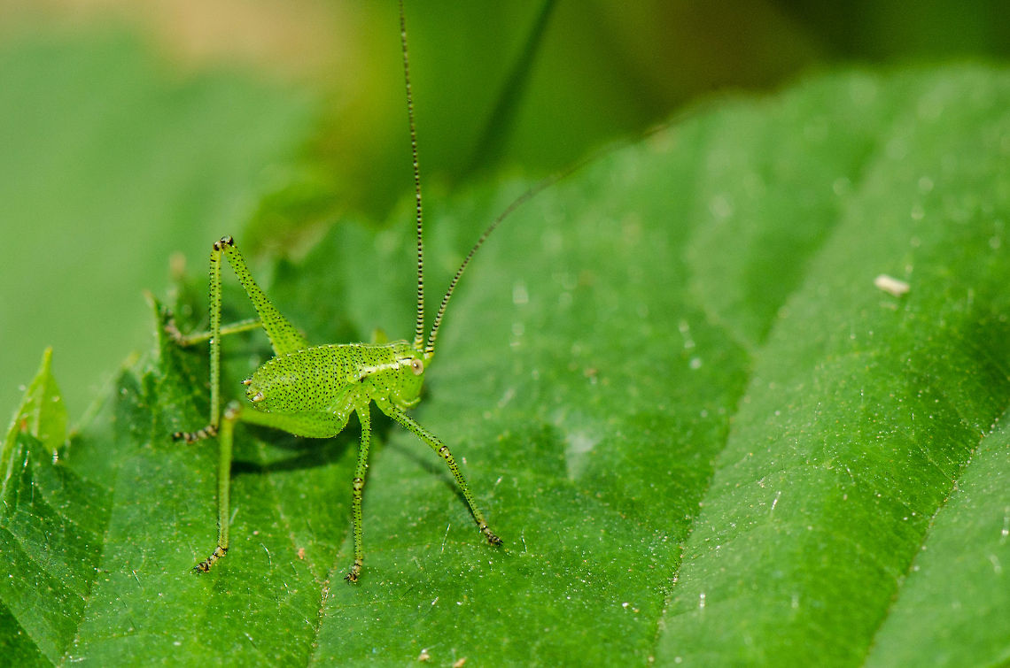 Speckled bush-cricket nymph I find these creatures to be quite entertaining. They do spot me back from quite a distance so getting them from the perspective that I want is quite a challenge. Geotagged,Heesch,Leptophyes punctatissima,Macro,Speckled bush-cricket,The Netherlands