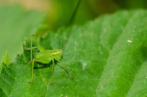 Speckled bush-cricket nymph I find these creatures to be quite entertaining. They do spot me back from quite a distance so getting them from the perspective that I want is quite a challenge. Geotagged,Heesch,Leptophyes punctatissima,Macro,Speckled bush-cricket,The Netherlands