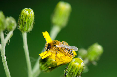 What a day Near the end of a long summer day, this western honey bee does not feed on this flower, it sleeps on it, as if it is securing breakfast for the next morning. Apis mellifera,Geotagged,Heesch,Macro,The Netherlands,Western honey bee