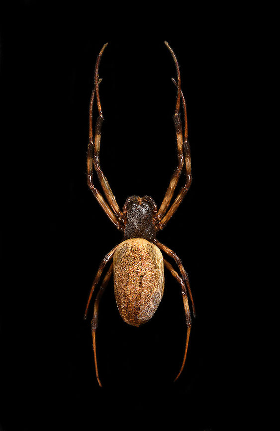 Madagascar Hermit Spider / Nephilengys livida Specimen, 2.5cm body, 7cm with legs. Female.<br />
<figure class="photo"><a href="https://www.jungledragon.com/image/116185/madagascar_hermit_spider_nephilengys_livida.html" title="Madagascar Hermit Spider / Nephilengys livida"><img src="https://s3.amazonaws.com/media.jungledragon.com/images/2/116185_thumb.jpg?AWSAccessKeyId=05GMT0V3GWVNE7GGM1R2&Expires=1769040010&Signature=BqXfK1JbrhfeLqy%2BLtI9lrOx56E%3D" width="100" height="152" alt="Madagascar Hermit Spider / Nephilengys livida Specimen, 2.5cm body, 7cm with legs. Female.<br />
https://www.jungledragon.com/image/116185/madagascar_hermit_spider_nephilengys_livida.html<br />
https://www.jungledragon.com/image/116186/madagascar_hermit_spider_nephilengys_livida_-_side_view.html<br />
https://www.jungledragon.com/image/116187/madagascar_hermit_spider_nephilengys_livida_-_head.html Macro,Madagascar Hermit Spider,Nephilengys livida" /></a></figure><br />
<figure class="photo"><a href="https://www.jungledragon.com/image/116186/madagascar_hermit_spider_nephilengys_livida_-_side_view.html" title="Madagascar Hermit Spider / Nephilengys livida - side view"><img src="https://s3.amazonaws.com/media.jungledragon.com/images/2/116186_thumb.jpg?AWSAccessKeyId=05GMT0V3GWVNE7GGM1R2&Expires=1769040010&Signature=1Zbcy5WqpQ4HS9oNPPkhEW8LBAE%3D" width="200" height="144" alt="Madagascar Hermit Spider / Nephilengys livida - side view Specimen, 2.5cm body, 7cm with legs. Female.<br />
https://www.jungledragon.com/image/116185/madagascar_hermit_spider_nephilengys_livida.html<br />
https://www.jungledragon.com/image/116186/madagascar_hermit_spider_nephilengys_livida_-_side_view.html<br />
https://www.jungledragon.com/image/116187/madagascar_hermit_spider_nephilengys_livida_-_head.html Macro,Madagascar Hermit Spider,Nephilengys livida" /></a></figure><br />
<figure class="photo"><a href="https://www.jungledragon.com/image/116187/madagascar_hermit_spider_nephilengys_livida_-_head.html" title="Madagascar Hermit Spider / Nephilengys livida - head"><img src="https://s3.amazonaws.com/media.jungledragon.com/images/2/116187_thumb.jpg?AWSAccessKeyId=05GMT0V3GWVNE7GGM1R2&Expires=1769040010&Signature=xqBb18cfIOblB9RhF%2FlqP4OwRIs%3D" width="200" height="134" alt="Madagascar Hermit Spider / Nephilengys livida - head Specimen, 2.5cm body, 7cm with legs. Female.<br />
https://www.jungledragon.com/image/116185/madagascar_hermit_spider_nephilengys_livida.html<br />
https://www.jungledragon.com/image/116186/madagascar_hermit_spider_nephilengys_livida_-_side_view.html<br />
https://www.jungledragon.com/image/116187/madagascar_hermit_spider_nephilengys_livida_-_head.html Extreme Macro,Extreme Macro Portraits,Madagascar Hermit Spider,Nephilengys livida" /></a></figure> Macro,Madagascar Hermit Spider,Nephilengys livida