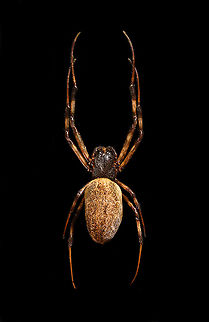 Madagascar Hermit Spider / Nephilengys livida Specimen, 2.5cm body, 7cm with legs. Female.
https://www.jungledragon.com/image/116185/madagascar_hermit_spider_nephilengys_livida.html
https://www.jungledragon.com/image/116186/madagascar_hermit_spider_nephilengys_livida_-_side_view.html
https://www.jungledragon.com/image/116187/madagascar_hermit_spider_nephilengys_livida_-_head.html Macro,Madagascar Hermit Spider,Nephilengys livida