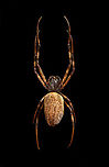 Madagascar Hermit Spider / Nephilengys livida Specimen, 2.5cm body, 7cm with legs. Female.<br />
https://www.jungledragon.com/image/116185/madagascar_hermit_spider_nephilengys_livida.html<br />
https://www.jungledragon.com/image/116186/madagascar_hermit_spider_nephilengys_livida_-_side_view.html<br />
https://www.jungledragon.com/image/116187/madagascar_hermit_spider_nephilengys_livida_-_head.html Macro,Madagascar Hermit Spider,Nephilengys livida