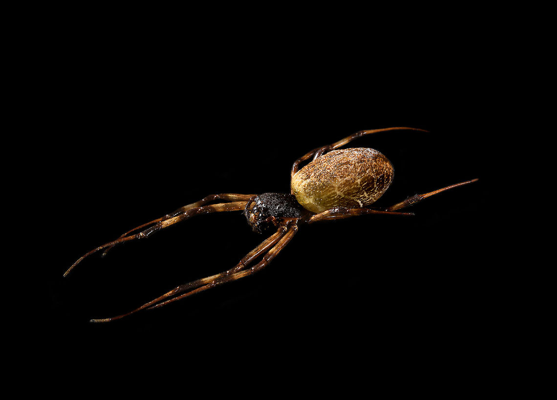 Madagascar Hermit Spider / Nephilengys livida - side view Specimen, 2.5cm body, 7cm with legs. Female.<br />
<figure class="photo"><a href="https://www.jungledragon.com/image/116185/madagascar_hermit_spider_nephilengys_livida.html" title="Madagascar Hermit Spider / Nephilengys livida"><img src="https://s3.amazonaws.com/media.jungledragon.com/images/2/116185_thumb.jpg?AWSAccessKeyId=05GMT0V3GWVNE7GGM1R2&Expires=1759968010&Signature=9mG%2BiH4to%2BKQy1nuGDIAPGTnzPw%3D" width="100" height="152" alt="Madagascar Hermit Spider / Nephilengys livida Specimen, 2.5cm body, 7cm with legs. Female.<br />
https://www.jungledragon.com/image/116185/madagascar_hermit_spider_nephilengys_livida.html<br />
https://www.jungledragon.com/image/116186/madagascar_hermit_spider_nephilengys_livida_-_side_view.html<br />
https://www.jungledragon.com/image/116187/madagascar_hermit_spider_nephilengys_livida_-_head.html Macro,Madagascar Hermit Spider,Nephilengys livida" /></a></figure><br />
<figure class="photo"><a href="https://www.jungledragon.com/image/116186/madagascar_hermit_spider_nephilengys_livida_-_side_view.html" title="Madagascar Hermit Spider / Nephilengys livida - side view"><img src="https://s3.amazonaws.com/media.jungledragon.com/images/2/116186_thumb.jpg?AWSAccessKeyId=05GMT0V3GWVNE7GGM1R2&Expires=1759968010&Signature=HEJv8n%2Fjc8KqKrHTKrYZf9j3TZA%3D" width="200" height="144" alt="Madagascar Hermit Spider / Nephilengys livida - side view Specimen, 2.5cm body, 7cm with legs. Female.<br />
https://www.jungledragon.com/image/116185/madagascar_hermit_spider_nephilengys_livida.html<br />
https://www.jungledragon.com/image/116186/madagascar_hermit_spider_nephilengys_livida_-_side_view.html<br />
https://www.jungledragon.com/image/116187/madagascar_hermit_spider_nephilengys_livida_-_head.html Macro,Madagascar Hermit Spider,Nephilengys livida" /></a></figure><br />
<figure class="photo"><a href="https://www.jungledragon.com/image/116187/madagascar_hermit_spider_nephilengys_livida_-_head.html" title="Madagascar Hermit Spider / Nephilengys livida - head"><img src="https://s3.amazonaws.com/media.jungledragon.com/images/2/116187_thumb.jpg?AWSAccessKeyId=05GMT0V3GWVNE7GGM1R2&Expires=1759968010&Signature=H4t9XedFe2XK6l3TMSka%2BFU1M20%3D" width="200" height="134" alt="Madagascar Hermit Spider / Nephilengys livida - head Specimen, 2.5cm body, 7cm with legs. Female.<br />
https://www.jungledragon.com/image/116185/madagascar_hermit_spider_nephilengys_livida.html<br />
https://www.jungledragon.com/image/116186/madagascar_hermit_spider_nephilengys_livida_-_side_view.html<br />
https://www.jungledragon.com/image/116187/madagascar_hermit_spider_nephilengys_livida_-_head.html Extreme Macro,Extreme Macro Portraits,Madagascar Hermit Spider,Nephilengys livida" /></a></figure> Macro,Madagascar Hermit Spider,Nephilengys livida