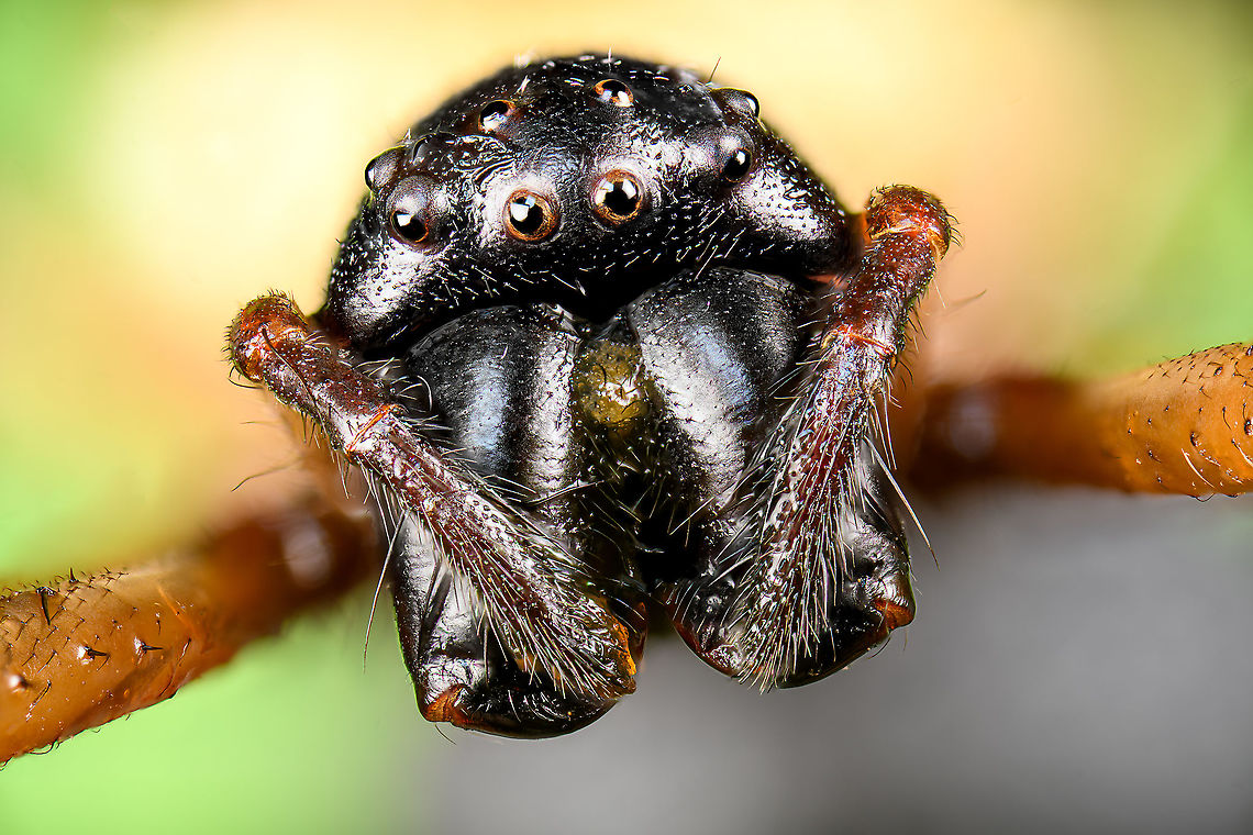 Madagascar Hermit Spider / Nephilengys livida - head Specimen, 2.5cm body, 7cm with legs. Female.<br />
<figure class="photo"><a href="https://www.jungledragon.com/image/116185/madagascar_hermit_spider_nephilengys_livida.html" title="Madagascar Hermit Spider / Nephilengys livida"><img src="https://s3.amazonaws.com/media.jungledragon.com/images/2/116185_thumb.jpg?AWSAccessKeyId=05GMT0V3GWVNE7GGM1R2&Expires=1759968010&Signature=9mG%2BiH4to%2BKQy1nuGDIAPGTnzPw%3D" width="100" height="152" alt="Madagascar Hermit Spider / Nephilengys livida Specimen, 2.5cm body, 7cm with legs. Female.<br />
https://www.jungledragon.com/image/116185/madagascar_hermit_spider_nephilengys_livida.html<br />
https://www.jungledragon.com/image/116186/madagascar_hermit_spider_nephilengys_livida_-_side_view.html<br />
https://www.jungledragon.com/image/116187/madagascar_hermit_spider_nephilengys_livida_-_head.html Macro,Madagascar Hermit Spider,Nephilengys livida" /></a></figure><br />
<figure class="photo"><a href="https://www.jungledragon.com/image/116186/madagascar_hermit_spider_nephilengys_livida_-_side_view.html" title="Madagascar Hermit Spider / Nephilengys livida - side view"><img src="https://s3.amazonaws.com/media.jungledragon.com/images/2/116186_thumb.jpg?AWSAccessKeyId=05GMT0V3GWVNE7GGM1R2&Expires=1759968010&Signature=HEJv8n%2Fjc8KqKrHTKrYZf9j3TZA%3D" width="200" height="144" alt="Madagascar Hermit Spider / Nephilengys livida - side view Specimen, 2.5cm body, 7cm with legs. Female.<br />
https://www.jungledragon.com/image/116185/madagascar_hermit_spider_nephilengys_livida.html<br />
https://www.jungledragon.com/image/116186/madagascar_hermit_spider_nephilengys_livida_-_side_view.html<br />
https://www.jungledragon.com/image/116187/madagascar_hermit_spider_nephilengys_livida_-_head.html Macro,Madagascar Hermit Spider,Nephilengys livida" /></a></figure><br />
<figure class="photo"><a href="https://www.jungledragon.com/image/116187/madagascar_hermit_spider_nephilengys_livida_-_head.html" title="Madagascar Hermit Spider / Nephilengys livida - head"><img src="https://s3.amazonaws.com/media.jungledragon.com/images/2/116187_thumb.jpg?AWSAccessKeyId=05GMT0V3GWVNE7GGM1R2&Expires=1759968010&Signature=H4t9XedFe2XK6l3TMSka%2BFU1M20%3D" width="200" height="134" alt="Madagascar Hermit Spider / Nephilengys livida - head Specimen, 2.5cm body, 7cm with legs. Female.<br />
https://www.jungledragon.com/image/116185/madagascar_hermit_spider_nephilengys_livida.html<br />
https://www.jungledragon.com/image/116186/madagascar_hermit_spider_nephilengys_livida_-_side_view.html<br />
https://www.jungledragon.com/image/116187/madagascar_hermit_spider_nephilengys_livida_-_head.html Extreme Macro,Extreme Macro Portraits,Madagascar Hermit Spider,Nephilengys livida" /></a></figure> Extreme Macro,Extreme Macro Portraits,Madagascar Hermit Spider,Nephilengys livida