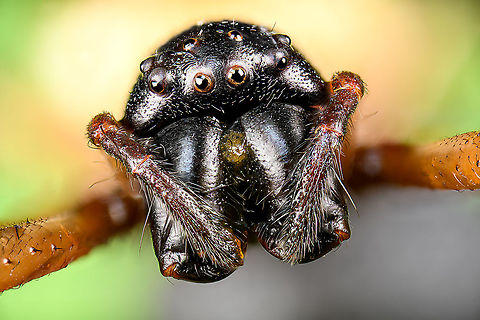Madagascar Hermit Spider / Nephilengys livida - head Specimen, 2.5cm body, 7cm with legs. Female.
https://www.jungledragon.com/image/116185/madagascar_hermit_spider_nephilengys_livida.html
https://www.jungledragon.com/image/116186/madagascar_hermit_spider_nephilengys_livida_-_side_view.html
https://www.jungledragon.com/image/116187/madagascar_hermit_spider_nephilengys_livida_-_head.html Extreme Macro,Extreme Macro Portraits,Madagascar Hermit Spider,Nephilengys livida