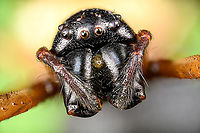 Madagascar Hermit Spider / Nephilengys livida - head Specimen, 2.5cm body, 7cm with legs. Female.<br />
https://www.jungledragon.com/image/116185/madagascar_hermit_spider_nephilengys_livida.html<br />
https://www.jungledragon.com/image/116186/madagascar_hermit_spider_nephilengys_livida_-_side_view.html<br />
https://www.jungledragon.com/image/116187/madagascar_hermit_spider_nephilengys_livida_-_head.html Extreme Macro,Extreme Macro Portraits,Madagascar Hermit Spider,Nephilengys livida