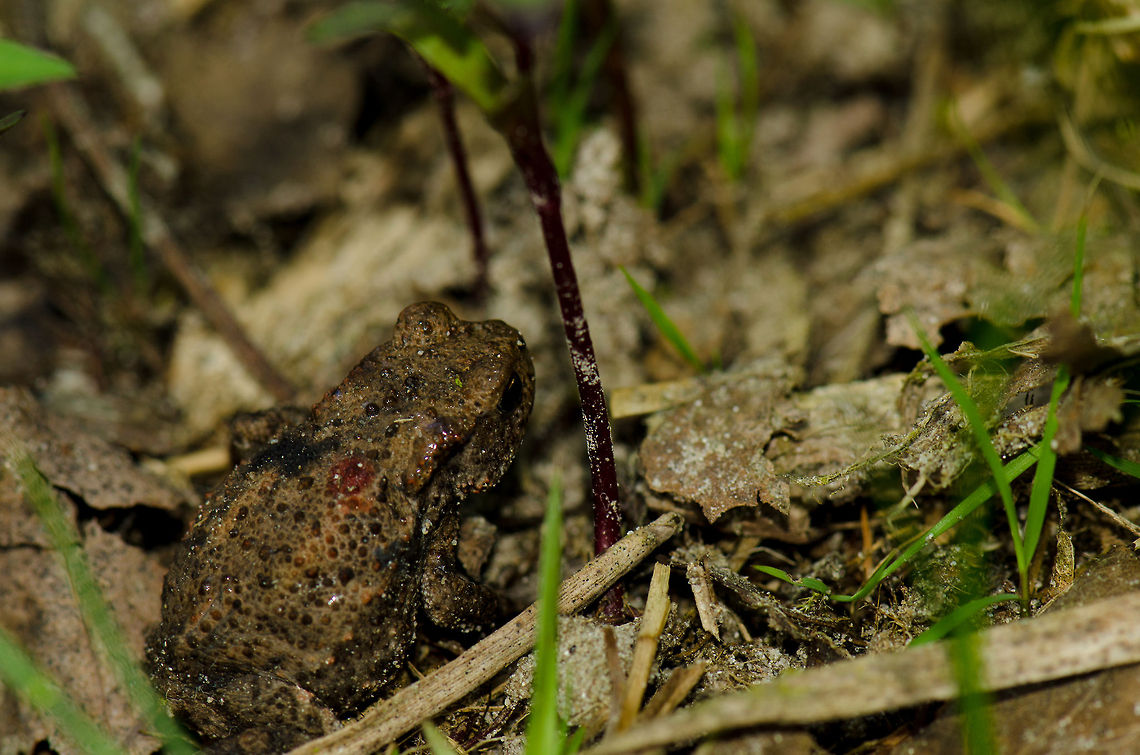 Common toad reaching adulthood At this time of year, this area has hundreds if not thousands of baby toads hopping along the side of the pond, as small as flies. This was the only larger specimen I could find, at about 4cm in size. Bufo bufo,Common toad,Geotagged,Heesch,Macro,The Netherlands
