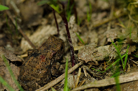 Common toad reaching adulthood At this time of year, this area has hundreds if not thousands of baby toads hopping along the side of the pond, as small as flies. This was the only larger specimen I could find, at about 4cm in size. Bufo bufo,Common toad,Geotagged,Heesch,Macro,The Netherlands