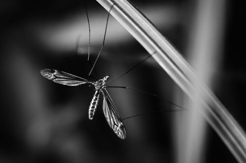 Tipula oleracea (cranefly) - B&W  Geotagged,Heesch,Macro,The Netherlands,Tipula oleracea