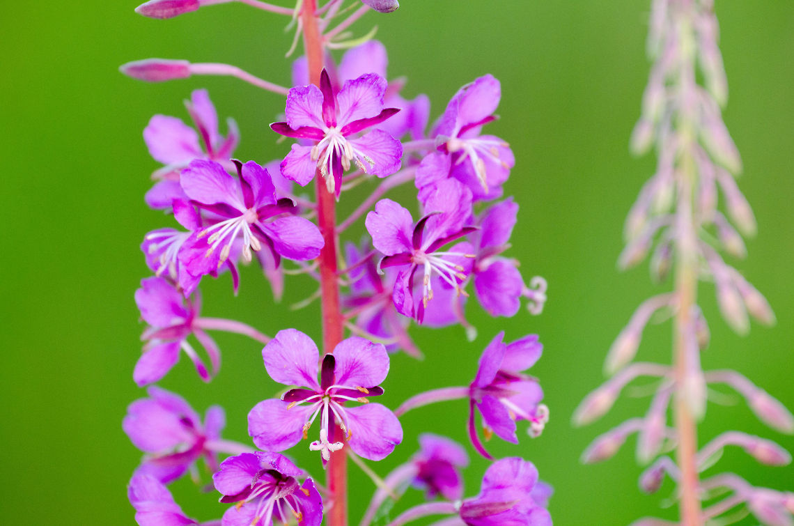 Rosebay Willowherb closeup  Chamaenerion angustifolium,Chamerion angustifolium,Heesch,Rosebay Willowherb or Fireweed,Rosebay willowherb or fireweed