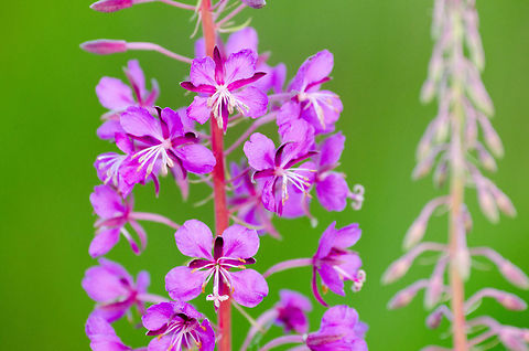 Rosebay Willowherb closeup  Chamaenerion angustifolium,Chamerion angustifolium,Heesch,Rosebay Willowherb or Fireweed,Rosebay willowherb or fireweed