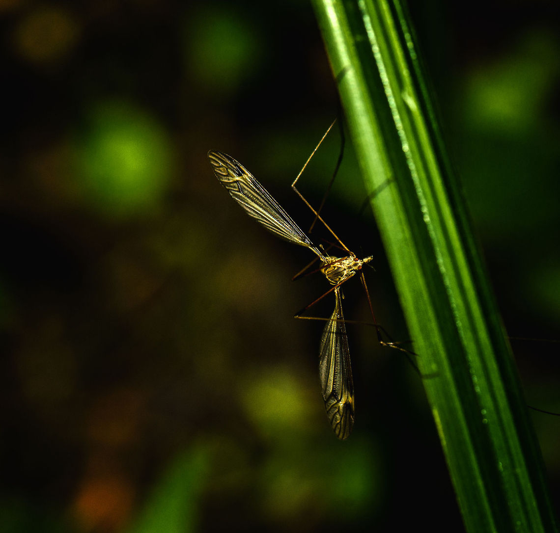 Tipula oleracea (cranefly) What seems like an aggressive creature in this adult stage really is an innocent and weak insect, feeding on little bits of nectar only. Geotagged,Heesch,Macro,The Netherlands,Tipula oleracea