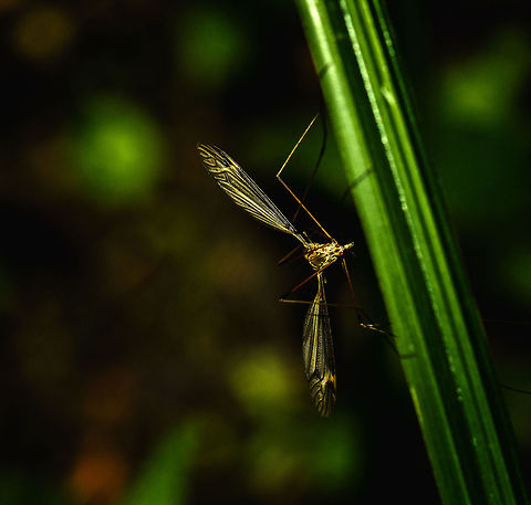 Tipula oleracea (cranefly) What seems like an aggressive creature in this adult stage really is an innocent and weak insect, feeding on little bits of nectar only. Geotagged,Heesch,Macro,The Netherlands,Tipula oleracea