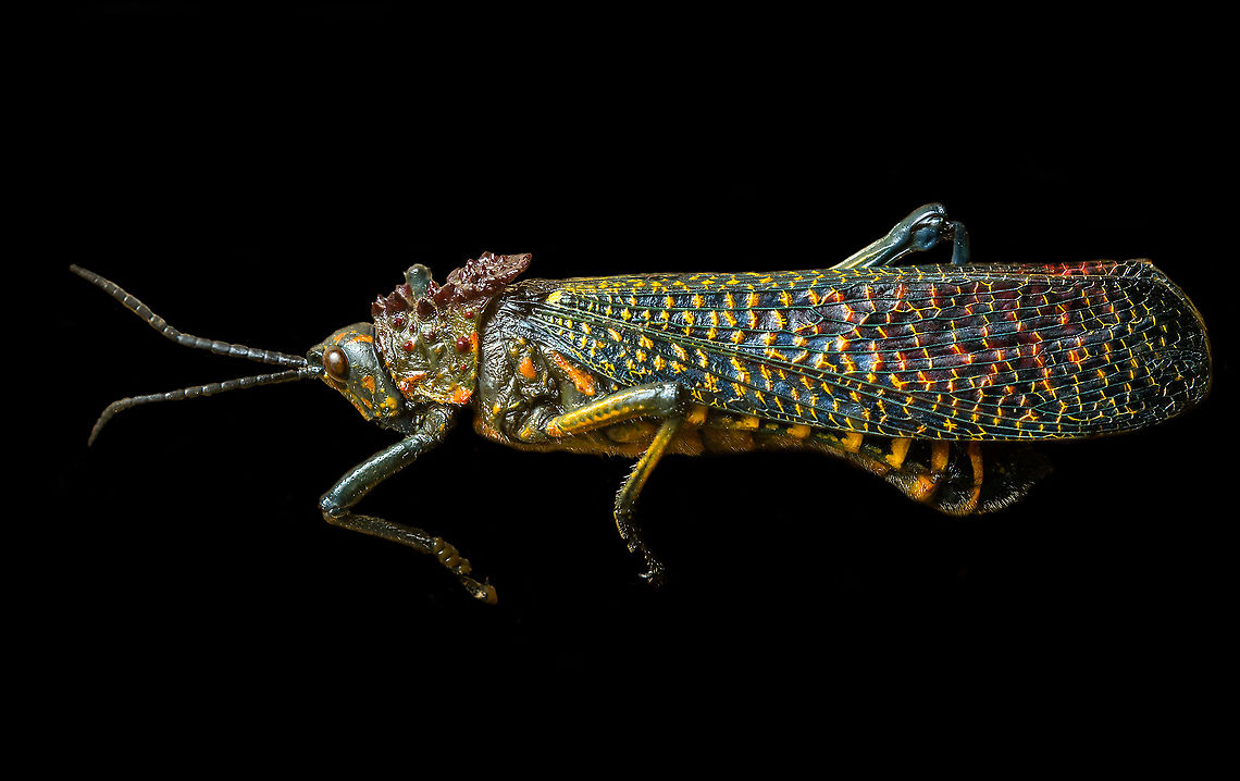 Phymateus saxosus Specimen. The famous, abundantly decorated grasshopper from Madagascar. It has an overall blue color (a bit more dull in this specimen), yellow stripes on the face, yellow speckles on the wing, red bumps on the thorax and fire-like red under-wings.<br />
<figure class="photo"><a href="https://www.jungledragon.com/image/116228/phymateus_saxosus.html" title="Phymateus saxosus"><img src="https://s3.amazonaws.com/media.jungledragon.com/images/2/116228_thumb.jpg?AWSAccessKeyId=05GMT0V3GWVNE7GGM1R2&Expires=1769040010&Signature=rLxYksDU6qmX0HV8PWIPBuErEMc%3D" width="200" height="126" alt="Phymateus saxosus Specimen. The famous, abundantly decorated grasshopper from Madagascar. It has an overall blue color (a bit more dull in this specimen), yellow stripes on the face, yellow speckles on the wing, red bumps on the thorax and fire-like red under-wings.<br />
https://www.jungledragon.com/image/116228/phymateus_saxosus.html<br />
https://www.jungledragon.com/image/116229/phymateus_saxosus_-_wing_detail.html<br />
https://www.jungledragon.com/image/116230/phymateus_saxosus_-_upper_body.html<br />
https://www.jungledragon.com/image/116231/phymateus_saxosus_-_head_side_view.html<br />
https://www.jungledragon.com/image/116232/phymateus_saxosus_-_thorax_and_head.html<br />
https://www.jungledragon.com/image/116233/phymateus_saxosus_-_portrait.html<br />
https://www.jungledragon.com/image/116234/phymateus_saxosus_-_wing_intersection.html<br />
https://www.jungledragon.com/image/116235/phymateus_saxosus_-_studio.html Macro,Phymateus saxosus,Rainbow Bush Locust" /></a></figure><br />
<figure class="photo"><a href="https://www.jungledragon.com/image/116229/phymateus_saxosus_-_wing_detail.html" title="Phymateus saxosus - wing detail"><img src="https://s3.amazonaws.com/media.jungledragon.com/images/2/116229_thumb.jpg?AWSAccessKeyId=05GMT0V3GWVNE7GGM1R2&Expires=1769040010&Signature=D71cfIP3ldBg6df9%2FXIKIjmliug%3D" width="102" height="152" alt="Phymateus saxosus - wing detail Specimen. The famous, abundantly decorated grasshopper from Madagascar. It has an overall blue color (a bit more dull in this specimen), yellow stripes on the face, yellow speckles on the wing, red bumps on the thorax and fire-like red under-wings.<br />
https://www.jungledragon.com/image/116228/phymateus_saxosus.html<br />
https://www.jungledragon.com/image/116229/phymateus_saxosus_-_wing_detail.html<br />
https://www.jungledragon.com/image/116230/phymateus_saxosus_-_upper_body.html<br />
https://www.jungledragon.com/image/116231/phymateus_saxosus_-_head_side_view.html<br />
https://www.jungledragon.com/image/116232/phymateus_saxosus_-_thorax_and_head.html<br />
https://www.jungledragon.com/image/116233/phymateus_saxosus_-_portrait.html<br />
https://www.jungledragon.com/image/116234/phymateus_saxosus_-_wing_intersection.html<br />
https://www.jungledragon.com/image/116235/phymateus_saxosus_-_studio.html Extreme Macro,Phymateus saxosus,Rainbow Bush Locust" /></a></figure><br />
<figure class="photo"><a href="https://www.jungledragon.com/image/116230/phymateus_saxosus_-_upper_body.html" title="Phymateus saxosus - upper body"><img src="https://s3.amazonaws.com/media.jungledragon.com/images/2/116230_thumb.jpg?AWSAccessKeyId=05GMT0V3GWVNE7GGM1R2&Expires=1769040010&Signature=C0pPzRaViKD2xOXrTIImlzVncys%3D" width="100" height="152" alt="Phymateus saxosus - upper body Specimen. The famous, abundantly decorated grasshopper from Madagascar. It has an overall blue color (a bit more dull in this specimen), yellow stripes on the face, yellow speckles on the wing, red bumps on the thorax and fire-like red under-wings.<br />
https://www.jungledragon.com/image/116228/phymateus_saxosus.html<br />
https://www.jungledragon.com/image/116229/phymateus_saxosus_-_wing_detail.html<br />
https://www.jungledragon.com/image/116230/phymateus_saxosus_-_upper_body.html<br />
https://www.jungledragon.com/image/116231/phymateus_saxosus_-_head_side_view.html<br />
https://www.jungledragon.com/image/116232/phymateus_saxosus_-_thorax_and_head.html<br />
https://www.jungledragon.com/image/116233/phymateus_saxosus_-_portrait.html<br />
https://www.jungledragon.com/image/116234/phymateus_saxosus_-_wing_intersection.html<br />
https://www.jungledragon.com/image/116235/phymateus_saxosus_-_studio.html Extreme Macro,Phymateus saxosus,Rainbow Bush Locust" /></a></figure><br />
<figure class="photo"><a href="https://www.jungledragon.com/image/116231/phymateus_saxosus_-_head_side_view.html" title="Phymateus saxosus - head side view"><img src="https://s3.amazonaws.com/media.jungledragon.com/images/2/116231_thumb.jpg?AWSAccessKeyId=05GMT0V3GWVNE7GGM1R2&Expires=1769040010&Signature=CVop6bbgObXpWL%2FPSfTU05f9csk%3D" width="136" height="152" alt="Phymateus saxosus - head side view Specimen. The famous, abundantly decorated grasshopper from Madagascar. It has an overall blue color (a bit more dull in this specimen), yellow stripes on the face, yellow speckles on the wing, red bumps on the thorax and fire-like red under-wings.<br />
https://www.jungledragon.com/image/116228/phymateus_saxosus.html<br />
https://www.jungledragon.com/image/116229/phymateus_saxosus_-_wing_detail.html<br />
https://www.jungledragon.com/image/116230/phymateus_saxosus_-_upper_body.html<br />
https://www.jungledragon.com/image/116231/phymateus_saxosus_-_head_side_view.html<br />
https://www.jungledragon.com/image/116232/phymateus_saxosus_-_thorax_and_head.html<br />
https://www.jungledragon.com/image/116233/phymateus_saxosus_-_portrait.html<br />
https://www.jungledragon.com/image/116234/phymateus_saxosus_-_wing_intersection.html<br />
https://www.jungledragon.com/image/116235/phymateus_saxosus_-_studio.html Extreme Macro,Phymateus saxosus,Rainbow Bush Locust" /></a></figure><br />
<figure class="photo"><a href="https://www.jungledragon.com/image/116232/phymateus_saxosus_-_thorax_and_head.html" title="Phymateus saxosus - thorax and head"><img src="https://s3.amazonaws.com/media.jungledragon.com/images/2/116232_thumb.jpg?AWSAccessKeyId=05GMT0V3GWVNE7GGM1R2&Expires=1769040010&Signature=exuQXav%2FB7wO4OYIThasX%2BcN7RM%3D" width="152" height="152" alt="Phymateus saxosus - thorax and head Specimen. The famous, abundantly decorated grasshopper from Madagascar. It has an overall blue color (a bit more dull in this specimen), yellow stripes on the face, yellow speckles on the wing, red bumps on the thorax and fire-like red under-wings.<br />
https://www.jungledragon.com/image/116228/phymateus_saxosus.html<br />
https://www.jungledragon.com/image/116229/phymateus_saxosus_-_wing_detail.html<br />
https://www.jungledragon.com/image/116230/phymateus_saxosus_-_upper_body.html<br />
https://www.jungledragon.com/image/116231/phymateus_saxosus_-_head_side_view.html<br />
https://www.jungledragon.com/image/116232/phymateus_saxosus_-_thorax_and_head.html<br />
https://www.jungledragon.com/image/116233/phymateus_saxosus_-_portrait.html<br />
https://www.jungledragon.com/image/116234/phymateus_saxosus_-_wing_intersection.html<br />
https://www.jungledragon.com/image/116235/phymateus_saxosus_-_studio.html Extreme Macro,Phymateus saxosus,Rainbow Bush Locust" /></a></figure><br />
<figure class="photo"><a href="https://www.jungledragon.com/image/116233/phymateus_saxosus_-_portrait.html" title="Phymateus saxosus - portrait"><img src="https://s3.amazonaws.com/media.jungledragon.com/images/2/116233_thumb.jpg?AWSAccessKeyId=05GMT0V3GWVNE7GGM1R2&Expires=1769040010&Signature=3TOeBsdrvBCKS0UO0aG9bRkFNnE%3D" width="200" height="158" alt="Phymateus saxosus - portrait Specimen. The famous, abundantly decorated grasshopper from Madagascar. It has an overall blue color (a bit more dull in this specimen), yellow stripes on the face, yellow speckles on the wing, red bumps on the thorax and fire-like red under-wings.<br />
https://www.jungledragon.com/image/116228/phymateus_saxosus.html<br />
https://www.jungledragon.com/image/116229/phymateus_saxosus_-_wing_detail.html<br />
https://www.jungledragon.com/image/116230/phymateus_saxosus_-_upper_body.html<br />
https://www.jungledragon.com/image/116231/phymateus_saxosus_-_head_side_view.html<br />
https://www.jungledragon.com/image/116232/phymateus_saxosus_-_thorax_and_head.html<br />
https://www.jungledragon.com/image/116233/phymateus_saxosus_-_portrait.html<br />
https://www.jungledragon.com/image/116234/phymateus_saxosus_-_wing_intersection.html<br />
https://www.jungledragon.com/image/116235/phymateus_saxosus_-_studio.html Extreme Macro,Extreme Macro Portraits,Phymateus saxosus,Rainbow Bush Locust" /></a></figure><br />
<figure class="photo"><a href="https://www.jungledragon.com/image/116234/phymateus_saxosus_-_wing_intersection.html" title="Phymateus saxosus - wing intersection"><img src="https://s3.amazonaws.com/media.jungledragon.com/images/2/116234_thumb.jpg?AWSAccessKeyId=05GMT0V3GWVNE7GGM1R2&Expires=1769040010&Signature=Vl3km55QCoRxj%2BWPRz4StNXhUOA%3D" width="200" height="134" alt="Phymateus saxosus - wing intersection Specimen. The famous, abundantly decorated grasshopper from Madagascar. It has an overall blue color (a bit more dull in this specimen), yellow stripes on the face, yellow speckles on the wing, red bumps on the thorax and fire-like red under-wings.<br />
https://www.jungledragon.com/image/116228/phymateus_saxosus.html<br />
https://www.jungledragon.com/image/116229/phymateus_saxosus_-_wing_detail.html<br />
https://www.jungledragon.com/image/116230/phymateus_saxosus_-_upper_body.html<br />
https://www.jungledragon.com/image/116231/phymateus_saxosus_-_head_side_view.html<br />
https://www.jungledragon.com/image/116232/phymateus_saxosus_-_thorax_and_head.html<br />
https://www.jungledragon.com/image/116233/phymateus_saxosus_-_portrait.html<br />
https://www.jungledragon.com/image/116234/phymateus_saxosus_-_wing_intersection.html<br />
https://www.jungledragon.com/image/116235/phymateus_saxosus_-_studio.html Extreme Macro,Phymateus saxosus,Rainbow Bush Locust" /></a></figure><br />
<figure class="photo"><a href="https://www.jungledragon.com/image/116235/phymateus_saxosus_-_studio.html" title="Phymateus saxosus - studio"><img src="https://s3.amazonaws.com/media.jungledragon.com/images/2/116235_thumb.jpg?AWSAccessKeyId=05GMT0V3GWVNE7GGM1R2&Expires=1769040010&Signature=%2FuTxDhPRwN0lnPc%2FJMORBAPN2h0%3D" width="200" height="152" alt="Phymateus saxosus - studio Specimen. The famous, abundantly decorated grasshopper from Madagascar. It has an overall blue color (a bit more dull in this specimen), yellow stripes on the face, yellow speckles on the wing, red bumps on the thorax and fire-like red under-wings.<br />
https://www.jungledragon.com/image/116228/phymateus_saxosus.html<br />
https://www.jungledragon.com/image/116229/phymateus_saxosus_-_wing_detail.html<br />
https://www.jungledragon.com/image/116230/phymateus_saxosus_-_upper_body.html<br />
https://www.jungledragon.com/image/116231/phymateus_saxosus_-_head_side_view.html<br />
https://www.jungledragon.com/image/116232/phymateus_saxosus_-_thorax_and_head.html<br />
https://www.jungledragon.com/image/116233/phymateus_saxosus_-_portrait.html<br />
https://www.jungledragon.com/image/116234/phymateus_saxosus_-_wing_intersection.html<br />
https://www.jungledragon.com/image/116235/phymateus_saxosus_-_studio.html Extreme Macro,Phymateus saxosus,Rainbow Bush Locust" /></a></figure> Macro,Phymateus saxosus,Rainbow Bush Locust