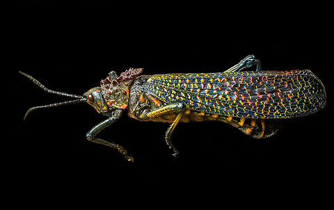 Phymateus saxosus Specimen. The famous, abundantly decorated grasshopper from Madagascar. It has an overall blue color (a bit more dull in this specimen), yellow stripes on the face, yellow speckles on the wing, red bumps on the thorax and fire-like red under-wings.
https://www.jungledragon.com/image/116228/phymateus_saxosus.html
https://www.jungledragon.com/image/116229/phymateus_saxosus_-_wing_detail.html
https://www.jungledragon.com/image/116230/phymateus_saxosus_-_upper_body.html
https://www.jungledragon.com/image/116231/phymateus_saxosus_-_head_side_view.html
https://www.jungledragon.com/image/116232/phymateus_saxosus_-_thorax_and_head.html
https://www.jungledragon.com/image/116233/phymateus_saxosus_-_portrait.html
https://www.jungledragon.com/image/116234/phymateus_saxosus_-_wing_intersection.html
https://www.jungledragon.com/image/116235/phymateus_saxosus_-_studio.html Macro,Phymateus saxosus,Rainbow Bush Locust