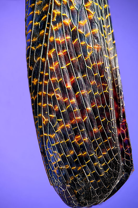Phymateus saxosus - wing detail Specimen. The famous, abundantly decorated grasshopper from Madagascar. It has an overall blue color (a bit more dull in this specimen), yellow stripes on the face, yellow speckles on the wing, red bumps on the thorax and fire-like red under-wings.<br />
<figure class="photo"><a href="https://www.jungledragon.com/image/116228/phymateus_saxosus.html" title="Phymateus saxosus"><img src="https://s3.amazonaws.com/media.jungledragon.com/images/2/116228_thumb.jpg?AWSAccessKeyId=05GMT0V3GWVNE7GGM1R2&Expires=1769040010&Signature=rLxYksDU6qmX0HV8PWIPBuErEMc%3D" width="200" height="126" alt="Phymateus saxosus Specimen. The famous, abundantly decorated grasshopper from Madagascar. It has an overall blue color (a bit more dull in this specimen), yellow stripes on the face, yellow speckles on the wing, red bumps on the thorax and fire-like red under-wings.<br />
https://www.jungledragon.com/image/116228/phymateus_saxosus.html<br />
https://www.jungledragon.com/image/116229/phymateus_saxosus_-_wing_detail.html<br />
https://www.jungledragon.com/image/116230/phymateus_saxosus_-_upper_body.html<br />
https://www.jungledragon.com/image/116231/phymateus_saxosus_-_head_side_view.html<br />
https://www.jungledragon.com/image/116232/phymateus_saxosus_-_thorax_and_head.html<br />
https://www.jungledragon.com/image/116233/phymateus_saxosus_-_portrait.html<br />
https://www.jungledragon.com/image/116234/phymateus_saxosus_-_wing_intersection.html<br />
https://www.jungledragon.com/image/116235/phymateus_saxosus_-_studio.html Macro,Phymateus saxosus,Rainbow Bush Locust" /></a></figure><br />
<figure class="photo"><a href="https://www.jungledragon.com/image/116229/phymateus_saxosus_-_wing_detail.html" title="Phymateus saxosus - wing detail"><img src="https://s3.amazonaws.com/media.jungledragon.com/images/2/116229_thumb.jpg?AWSAccessKeyId=05GMT0V3GWVNE7GGM1R2&Expires=1769040010&Signature=D71cfIP3ldBg6df9%2FXIKIjmliug%3D" width="102" height="152" alt="Phymateus saxosus - wing detail Specimen. The famous, abundantly decorated grasshopper from Madagascar. It has an overall blue color (a bit more dull in this specimen), yellow stripes on the face, yellow speckles on the wing, red bumps on the thorax and fire-like red under-wings.<br />
https://www.jungledragon.com/image/116228/phymateus_saxosus.html<br />
https://www.jungledragon.com/image/116229/phymateus_saxosus_-_wing_detail.html<br />
https://www.jungledragon.com/image/116230/phymateus_saxosus_-_upper_body.html<br />
https://www.jungledragon.com/image/116231/phymateus_saxosus_-_head_side_view.html<br />
https://www.jungledragon.com/image/116232/phymateus_saxosus_-_thorax_and_head.html<br />
https://www.jungledragon.com/image/116233/phymateus_saxosus_-_portrait.html<br />
https://www.jungledragon.com/image/116234/phymateus_saxosus_-_wing_intersection.html<br />
https://www.jungledragon.com/image/116235/phymateus_saxosus_-_studio.html Extreme Macro,Phymateus saxosus,Rainbow Bush Locust" /></a></figure><br />
<figure class="photo"><a href="https://www.jungledragon.com/image/116230/phymateus_saxosus_-_upper_body.html" title="Phymateus saxosus - upper body"><img src="https://s3.amazonaws.com/media.jungledragon.com/images/2/116230_thumb.jpg?AWSAccessKeyId=05GMT0V3GWVNE7GGM1R2&Expires=1769040010&Signature=C0pPzRaViKD2xOXrTIImlzVncys%3D" width="100" height="152" alt="Phymateus saxosus - upper body Specimen. The famous, abundantly decorated grasshopper from Madagascar. It has an overall blue color (a bit more dull in this specimen), yellow stripes on the face, yellow speckles on the wing, red bumps on the thorax and fire-like red under-wings.<br />
https://www.jungledragon.com/image/116228/phymateus_saxosus.html<br />
https://www.jungledragon.com/image/116229/phymateus_saxosus_-_wing_detail.html<br />
https://www.jungledragon.com/image/116230/phymateus_saxosus_-_upper_body.html<br />
https://www.jungledragon.com/image/116231/phymateus_saxosus_-_head_side_view.html<br />
https://www.jungledragon.com/image/116232/phymateus_saxosus_-_thorax_and_head.html<br />
https://www.jungledragon.com/image/116233/phymateus_saxosus_-_portrait.html<br />
https://www.jungledragon.com/image/116234/phymateus_saxosus_-_wing_intersection.html<br />
https://www.jungledragon.com/image/116235/phymateus_saxosus_-_studio.html Extreme Macro,Phymateus saxosus,Rainbow Bush Locust" /></a></figure><br />
<figure class="photo"><a href="https://www.jungledragon.com/image/116231/phymateus_saxosus_-_head_side_view.html" title="Phymateus saxosus - head side view"><img src="https://s3.amazonaws.com/media.jungledragon.com/images/2/116231_thumb.jpg?AWSAccessKeyId=05GMT0V3GWVNE7GGM1R2&Expires=1769040010&Signature=CVop6bbgObXpWL%2FPSfTU05f9csk%3D" width="136" height="152" alt="Phymateus saxosus - head side view Specimen. The famous, abundantly decorated grasshopper from Madagascar. It has an overall blue color (a bit more dull in this specimen), yellow stripes on the face, yellow speckles on the wing, red bumps on the thorax and fire-like red under-wings.<br />
https://www.jungledragon.com/image/116228/phymateus_saxosus.html<br />
https://www.jungledragon.com/image/116229/phymateus_saxosus_-_wing_detail.html<br />
https://www.jungledragon.com/image/116230/phymateus_saxosus_-_upper_body.html<br />
https://www.jungledragon.com/image/116231/phymateus_saxosus_-_head_side_view.html<br />
https://www.jungledragon.com/image/116232/phymateus_saxosus_-_thorax_and_head.html<br />
https://www.jungledragon.com/image/116233/phymateus_saxosus_-_portrait.html<br />
https://www.jungledragon.com/image/116234/phymateus_saxosus_-_wing_intersection.html<br />
https://www.jungledragon.com/image/116235/phymateus_saxosus_-_studio.html Extreme Macro,Phymateus saxosus,Rainbow Bush Locust" /></a></figure><br />
<figure class="photo"><a href="https://www.jungledragon.com/image/116232/phymateus_saxosus_-_thorax_and_head.html" title="Phymateus saxosus - thorax and head"><img src="https://s3.amazonaws.com/media.jungledragon.com/images/2/116232_thumb.jpg?AWSAccessKeyId=05GMT0V3GWVNE7GGM1R2&Expires=1769040010&Signature=exuQXav%2FB7wO4OYIThasX%2BcN7RM%3D" width="152" height="152" alt="Phymateus saxosus - thorax and head Specimen. The famous, abundantly decorated grasshopper from Madagascar. It has an overall blue color (a bit more dull in this specimen), yellow stripes on the face, yellow speckles on the wing, red bumps on the thorax and fire-like red under-wings.<br />
https://www.jungledragon.com/image/116228/phymateus_saxosus.html<br />
https://www.jungledragon.com/image/116229/phymateus_saxosus_-_wing_detail.html<br />
https://www.jungledragon.com/image/116230/phymateus_saxosus_-_upper_body.html<br />
https://www.jungledragon.com/image/116231/phymateus_saxosus_-_head_side_view.html<br />
https://www.jungledragon.com/image/116232/phymateus_saxosus_-_thorax_and_head.html<br />
https://www.jungledragon.com/image/116233/phymateus_saxosus_-_portrait.html<br />
https://www.jungledragon.com/image/116234/phymateus_saxosus_-_wing_intersection.html<br />
https://www.jungledragon.com/image/116235/phymateus_saxosus_-_studio.html Extreme Macro,Phymateus saxosus,Rainbow Bush Locust" /></a></figure><br />
<figure class="photo"><a href="https://www.jungledragon.com/image/116233/phymateus_saxosus_-_portrait.html" title="Phymateus saxosus - portrait"><img src="https://s3.amazonaws.com/media.jungledragon.com/images/2/116233_thumb.jpg?AWSAccessKeyId=05GMT0V3GWVNE7GGM1R2&Expires=1769040010&Signature=3TOeBsdrvBCKS0UO0aG9bRkFNnE%3D" width="200" height="158" alt="Phymateus saxosus - portrait Specimen. The famous, abundantly decorated grasshopper from Madagascar. It has an overall blue color (a bit more dull in this specimen), yellow stripes on the face, yellow speckles on the wing, red bumps on the thorax and fire-like red under-wings.<br />
https://www.jungledragon.com/image/116228/phymateus_saxosus.html<br />
https://www.jungledragon.com/image/116229/phymateus_saxosus_-_wing_detail.html<br />
https://www.jungledragon.com/image/116230/phymateus_saxosus_-_upper_body.html<br />
https://www.jungledragon.com/image/116231/phymateus_saxosus_-_head_side_view.html<br />
https://www.jungledragon.com/image/116232/phymateus_saxosus_-_thorax_and_head.html<br />
https://www.jungledragon.com/image/116233/phymateus_saxosus_-_portrait.html<br />
https://www.jungledragon.com/image/116234/phymateus_saxosus_-_wing_intersection.html<br />
https://www.jungledragon.com/image/116235/phymateus_saxosus_-_studio.html Extreme Macro,Extreme Macro Portraits,Phymateus saxosus,Rainbow Bush Locust" /></a></figure><br />
<figure class="photo"><a href="https://www.jungledragon.com/image/116234/phymateus_saxosus_-_wing_intersection.html" title="Phymateus saxosus - wing intersection"><img src="https://s3.amazonaws.com/media.jungledragon.com/images/2/116234_thumb.jpg?AWSAccessKeyId=05GMT0V3GWVNE7GGM1R2&Expires=1769040010&Signature=Vl3km55QCoRxj%2BWPRz4StNXhUOA%3D" width="200" height="134" alt="Phymateus saxosus - wing intersection Specimen. The famous, abundantly decorated grasshopper from Madagascar. It has an overall blue color (a bit more dull in this specimen), yellow stripes on the face, yellow speckles on the wing, red bumps on the thorax and fire-like red under-wings.<br />
https://www.jungledragon.com/image/116228/phymateus_saxosus.html<br />
https://www.jungledragon.com/image/116229/phymateus_saxosus_-_wing_detail.html<br />
https://www.jungledragon.com/image/116230/phymateus_saxosus_-_upper_body.html<br />
https://www.jungledragon.com/image/116231/phymateus_saxosus_-_head_side_view.html<br />
https://www.jungledragon.com/image/116232/phymateus_saxosus_-_thorax_and_head.html<br />
https://www.jungledragon.com/image/116233/phymateus_saxosus_-_portrait.html<br />
https://www.jungledragon.com/image/116234/phymateus_saxosus_-_wing_intersection.html<br />
https://www.jungledragon.com/image/116235/phymateus_saxosus_-_studio.html Extreme Macro,Phymateus saxosus,Rainbow Bush Locust" /></a></figure><br />
<figure class="photo"><a href="https://www.jungledragon.com/image/116235/phymateus_saxosus_-_studio.html" title="Phymateus saxosus - studio"><img src="https://s3.amazonaws.com/media.jungledragon.com/images/2/116235_thumb.jpg?AWSAccessKeyId=05GMT0V3GWVNE7GGM1R2&Expires=1769040010&Signature=%2FuTxDhPRwN0lnPc%2FJMORBAPN2h0%3D" width="200" height="152" alt="Phymateus saxosus - studio Specimen. The famous, abundantly decorated grasshopper from Madagascar. It has an overall blue color (a bit more dull in this specimen), yellow stripes on the face, yellow speckles on the wing, red bumps on the thorax and fire-like red under-wings.<br />
https://www.jungledragon.com/image/116228/phymateus_saxosus.html<br />
https://www.jungledragon.com/image/116229/phymateus_saxosus_-_wing_detail.html<br />
https://www.jungledragon.com/image/116230/phymateus_saxosus_-_upper_body.html<br />
https://www.jungledragon.com/image/116231/phymateus_saxosus_-_head_side_view.html<br />
https://www.jungledragon.com/image/116232/phymateus_saxosus_-_thorax_and_head.html<br />
https://www.jungledragon.com/image/116233/phymateus_saxosus_-_portrait.html<br />
https://www.jungledragon.com/image/116234/phymateus_saxosus_-_wing_intersection.html<br />
https://www.jungledragon.com/image/116235/phymateus_saxosus_-_studio.html Extreme Macro,Phymateus saxosus,Rainbow Bush Locust" /></a></figure> Extreme Macro,Phymateus saxosus,Rainbow Bush Locust