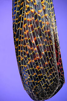 Phymateus saxosus - wing detail Specimen. The famous, abundantly decorated grasshopper from Madagascar. It has an overall blue color (a bit more dull in this specimen), yellow stripes on the face, yellow speckles on the wing, red bumps on the thorax and fire-like red under-wings.
https://www.jungledragon.com/image/116228/phymateus_saxosus.html
https://www.jungledragon.com/image/116229/phymateus_saxosus_-_wing_detail.html
https://www.jungledragon.com/image/116230/phymateus_saxosus_-_upper_body.html
https://www.jungledragon.com/image/116231/phymateus_saxosus_-_head_side_view.html
https://www.jungledragon.com/image/116232/phymateus_saxosus_-_thorax_and_head.html
https://www.jungledragon.com/image/116233/phymateus_saxosus_-_portrait.html
https://www.jungledragon.com/image/116234/phymateus_saxosus_-_wing_intersection.html
https://www.jungledragon.com/image/116235/phymateus_saxosus_-_studio.html Extreme Macro,Phymateus saxosus,Rainbow Bush Locust