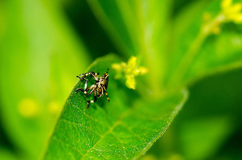 Picromerus bidens nymph defying gravity  Geotagged,Heesch,Macro,Picromerus bidens,The Netherlands