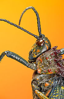 Phymateus saxosus - upper body Specimen. The famous, abundantly decorated grasshopper from Madagascar. It has an overall blue color (a bit more dull in this specimen), yellow stripes on the face, yellow speckles on the wing, red bumps on the thorax and fire-like red under-wings.
https://www.jungledragon.com/image/116228/phymateus_saxosus.html
https://www.jungledragon.com/image/116229/phymateus_saxosus_-_wing_detail.html
https://www.jungledragon.com/image/116230/phymateus_saxosus_-_upper_body.html
https://www.jungledragon.com/image/116231/phymateus_saxosus_-_head_side_view.html
https://www.jungledragon.com/image/116232/phymateus_saxosus_-_thorax_and_head.html
https://www.jungledragon.com/image/116233/phymateus_saxosus_-_portrait.html
https://www.jungledragon.com/image/116234/phymateus_saxosus_-_wing_intersection.html
https://www.jungledragon.com/image/116235/phymateus_saxosus_-_studio.html Extreme Macro,Phymateus saxosus,Rainbow Bush Locust