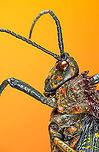 Phymateus saxosus - upper body Specimen. The famous, abundantly decorated grasshopper from Madagascar. It has an overall blue color (a bit more dull in this specimen), yellow stripes on the face, yellow speckles on the wing, red bumps on the thorax and fire-like red under-wings.<br />
https://www.jungledragon.com/image/116228/phymateus_saxosus.html<br />
https://www.jungledragon.com/image/116229/phymateus_saxosus_-_wing_detail.html<br />
https://www.jungledragon.com/image/116230/phymateus_saxosus_-_upper_body.html<br />
https://www.jungledragon.com/image/116231/phymateus_saxosus_-_head_side_view.html<br />
https://www.jungledragon.com/image/116232/phymateus_saxosus_-_thorax_and_head.html<br />
https://www.jungledragon.com/image/116233/phymateus_saxosus_-_portrait.html<br />
https://www.jungledragon.com/image/116234/phymateus_saxosus_-_wing_intersection.html<br />
https://www.jungledragon.com/image/116235/phymateus_saxosus_-_studio.html Extreme Macro,Phymateus saxosus,Rainbow Bush Locust